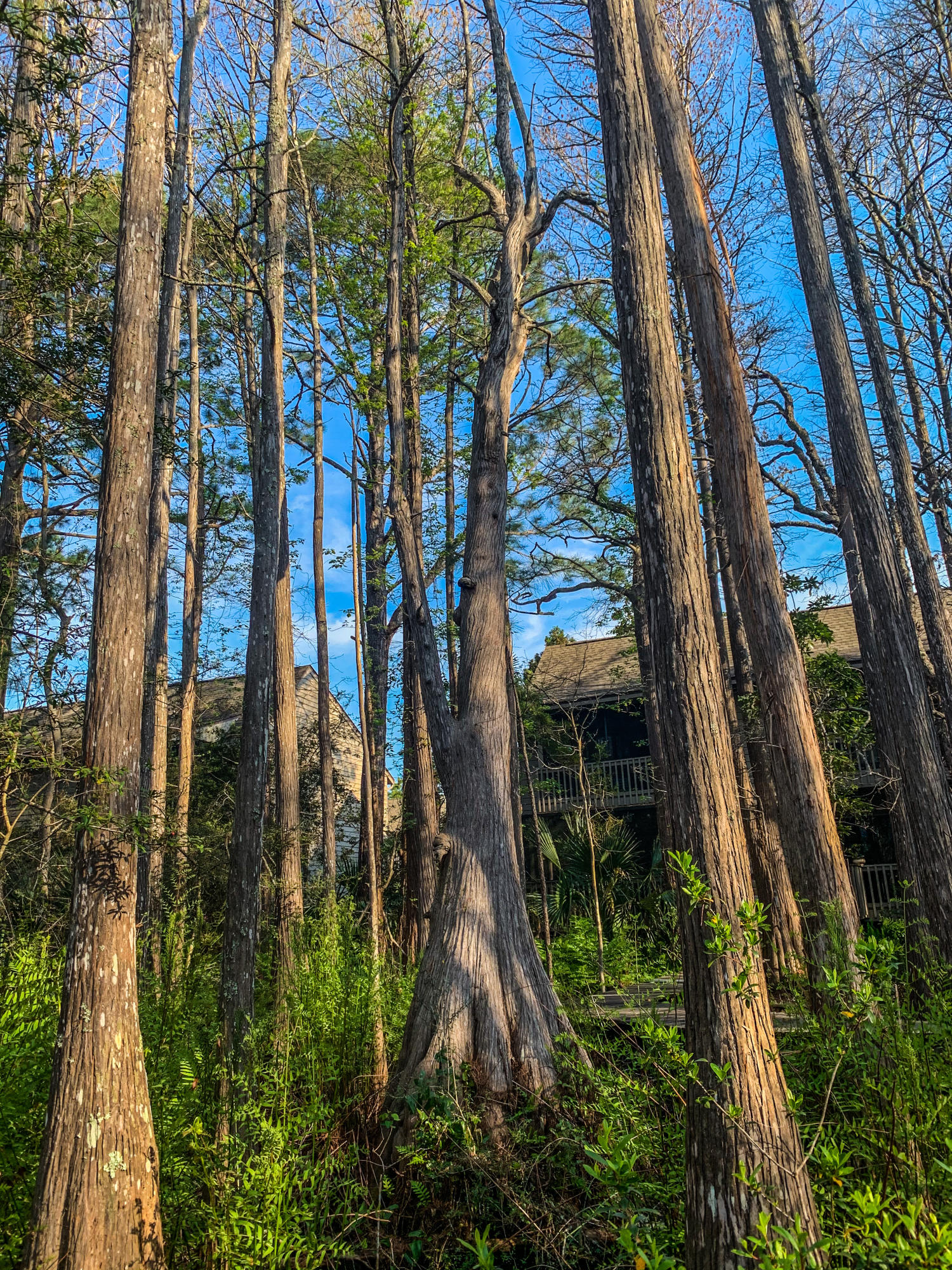 CASSINE GARDENS T/H PH 4 - Residential