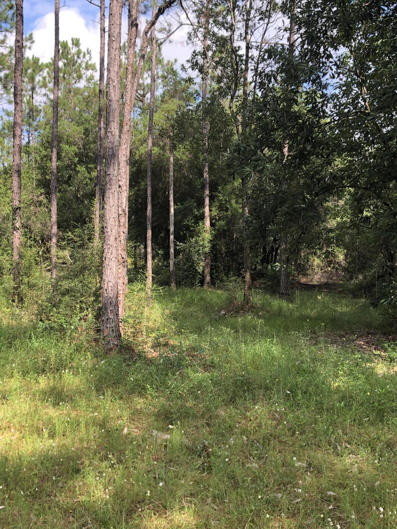 WALTON PLANTATION - Land