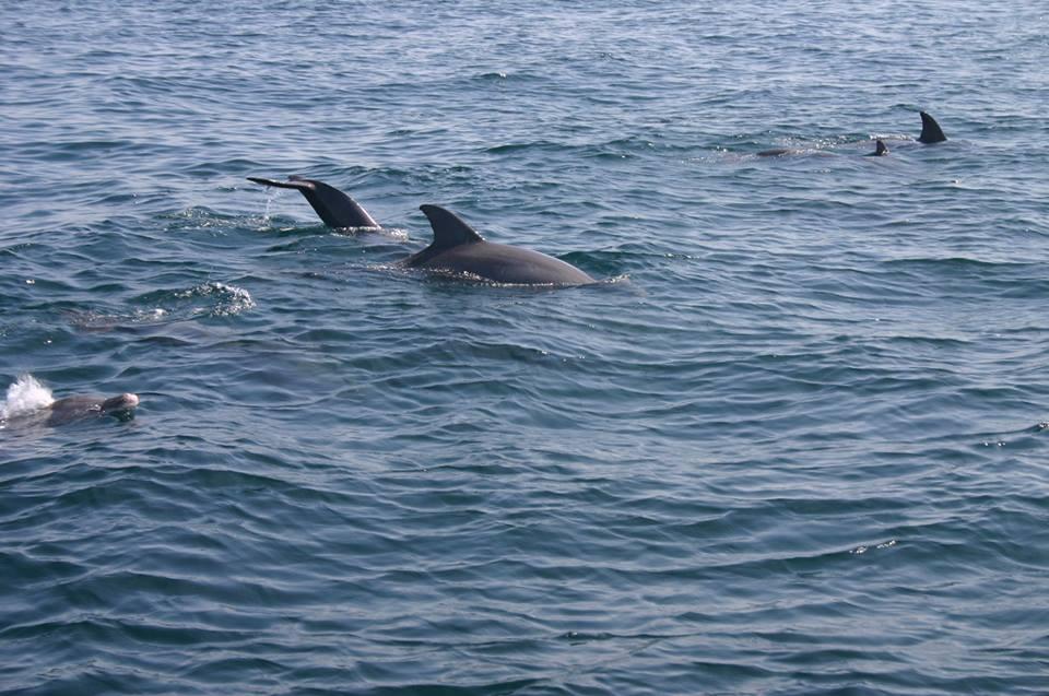 VILLAGES OF CRYSTAL BEACH - Residential