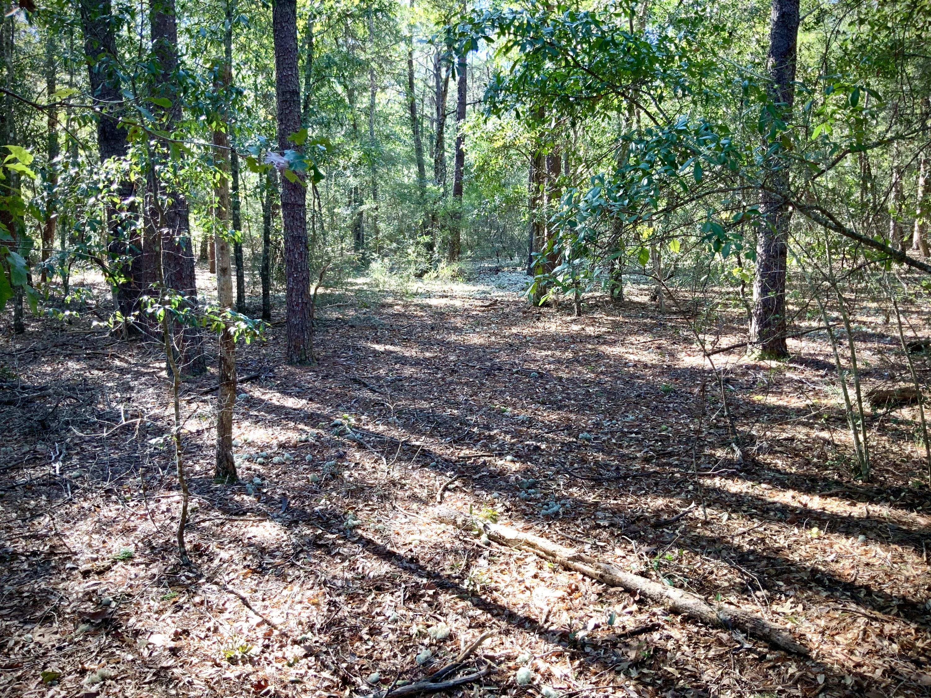 Prime location. Paved Road Frontage. Beautiful acreage for building your dream home. 5 acres of level wooded land. Water tap already there. Central location to Niceville, Crestview and Defuniak Springs Buyer to verify acreage and all areas of importance.