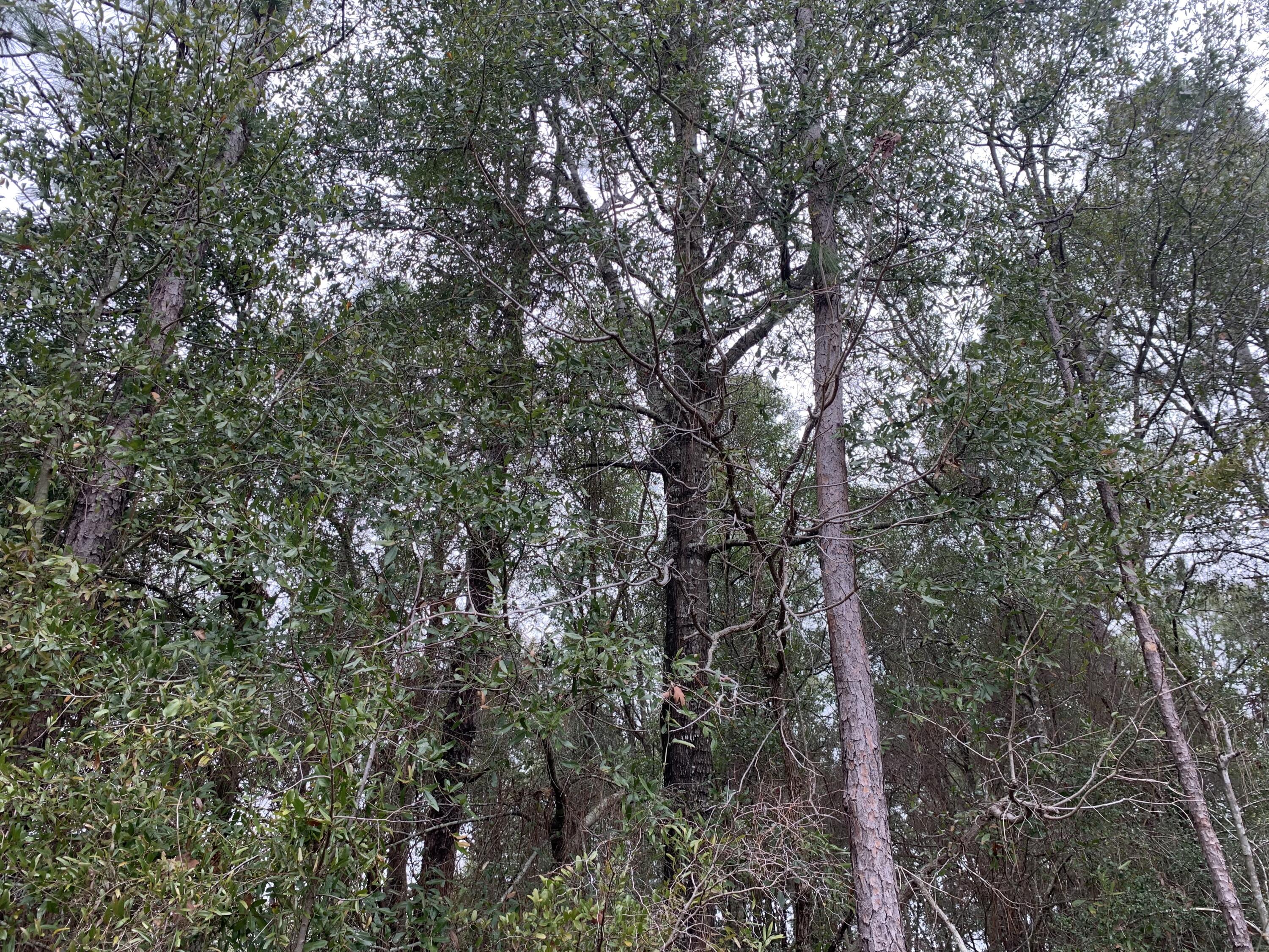 LAKESILVER SILVER WD - Land