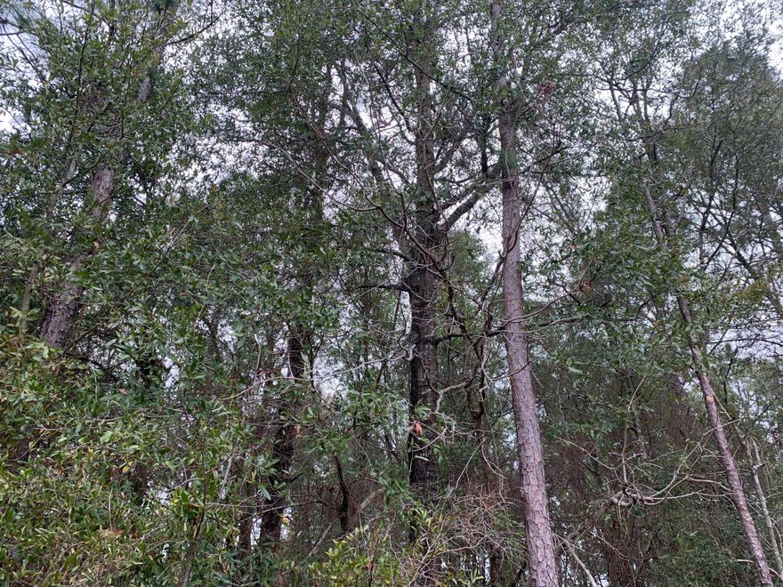 Two lots near new developments just off of Lake Silver Road,  Bring your floor plans today! Backs up to the once was Lake Silver owned by Okaloosa County, BCC.