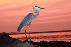 DESTIN POINTE - Residential