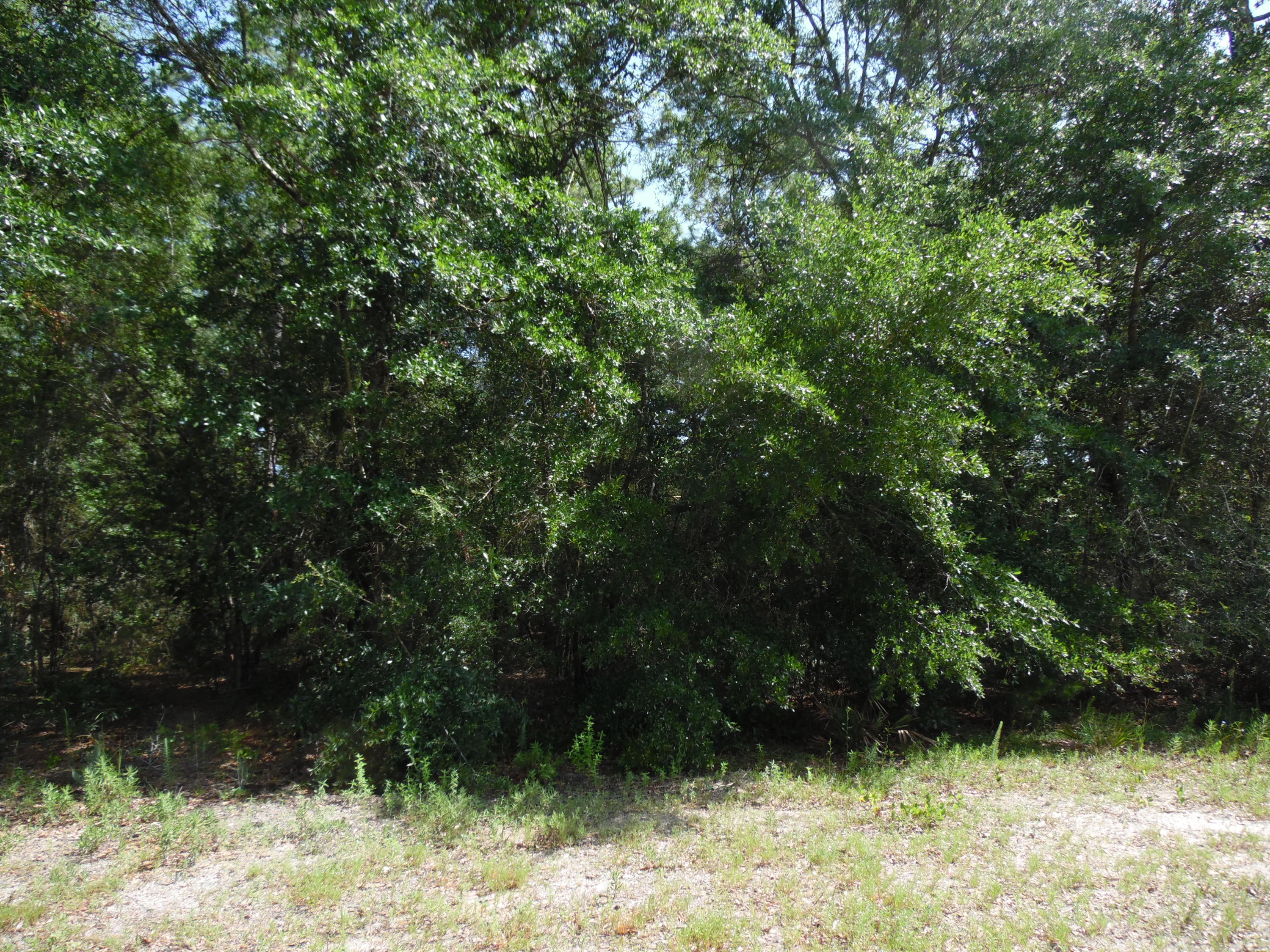 Nice lot on Hwy 90 W with oaks and pine trees...