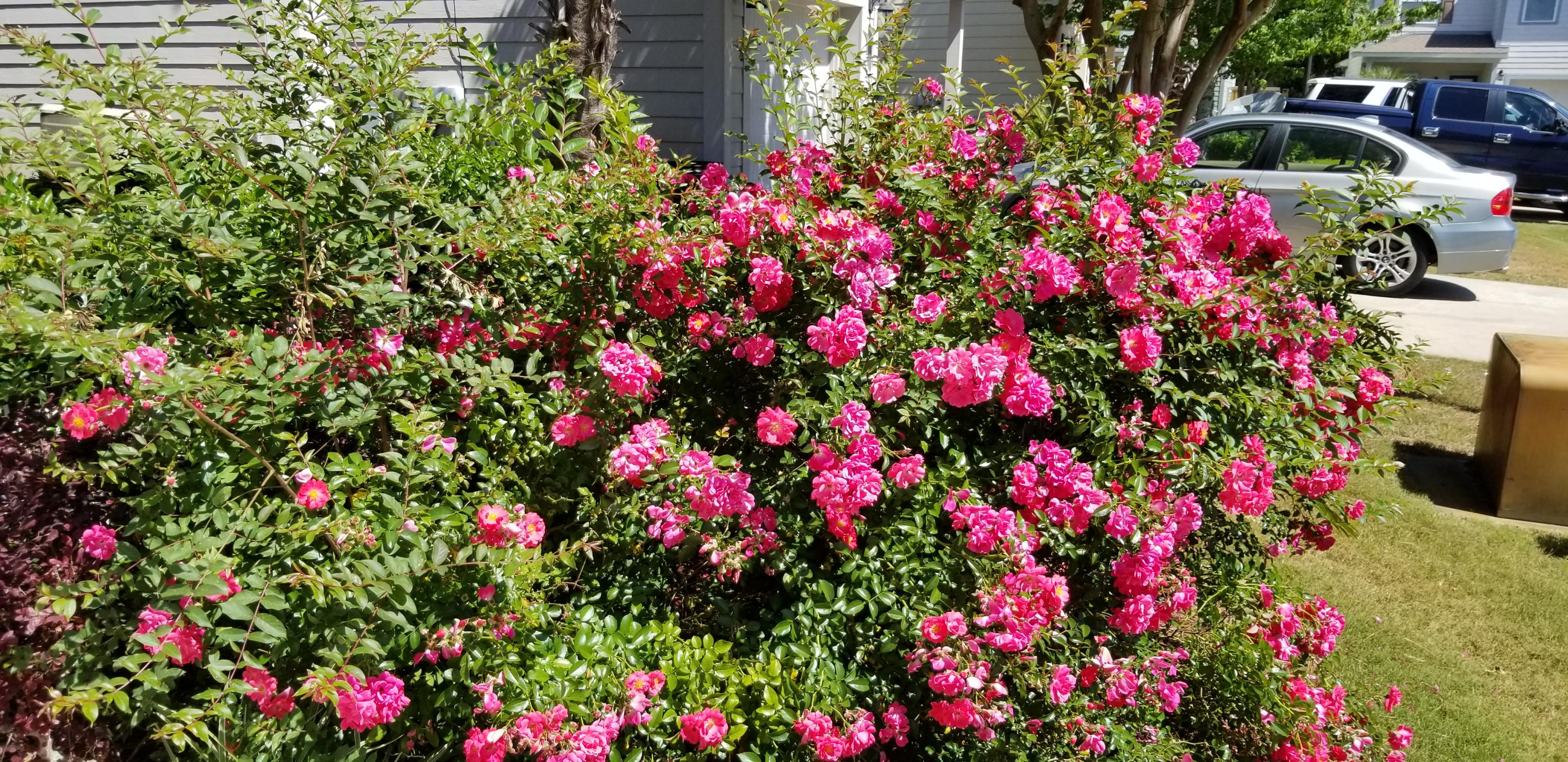 PLANTATION AT SANTA ROSA - Residential