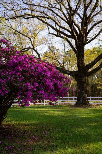 NORTH SUPERGROUP - Farm
