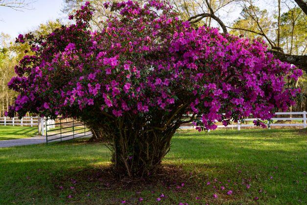 NORTH SUPERGROUP - Farm