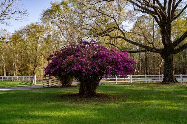 NORTH SUPERGROUP - Farm