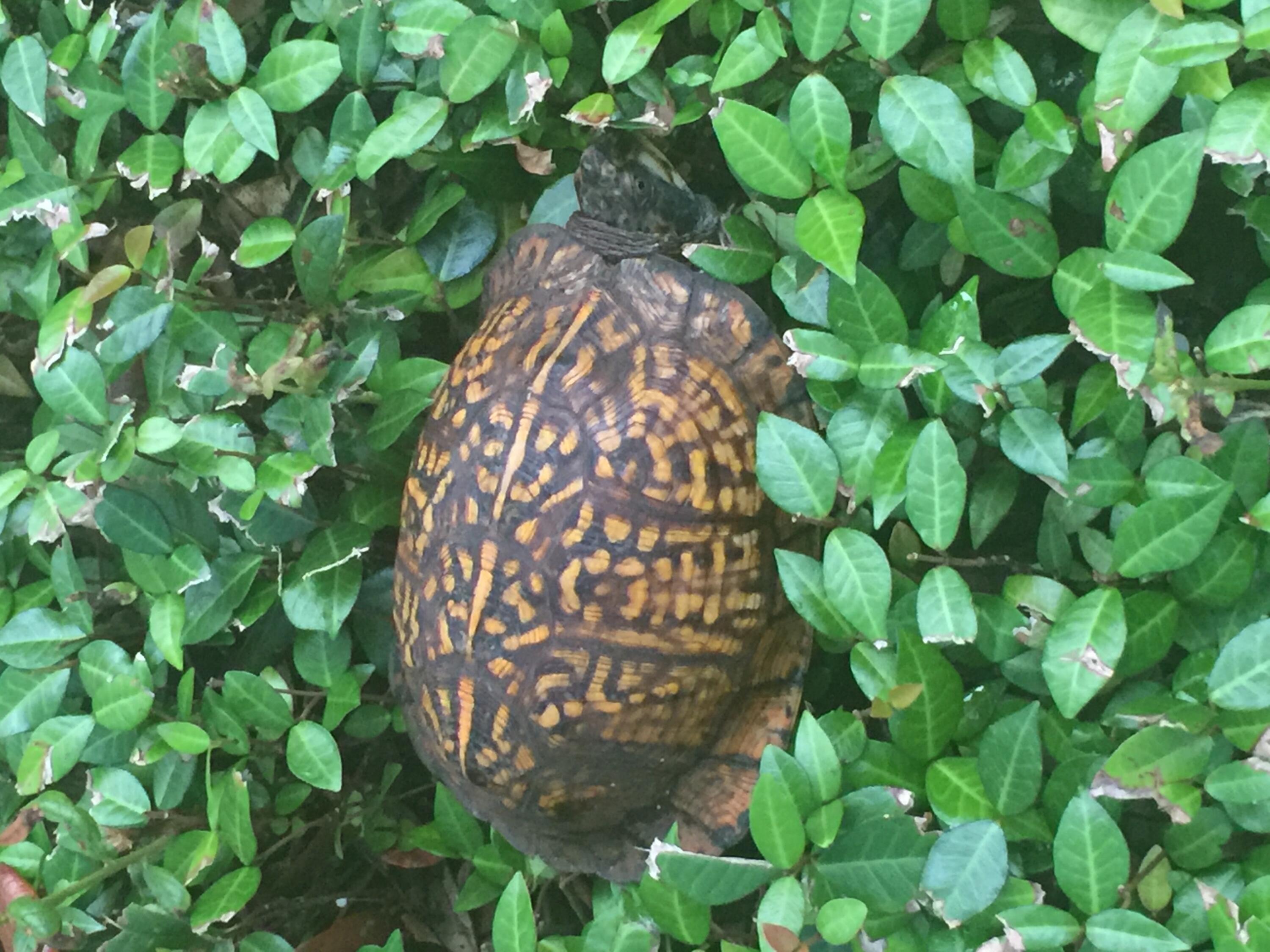 MARINA COVE VILLAGE PH 2 - Residential