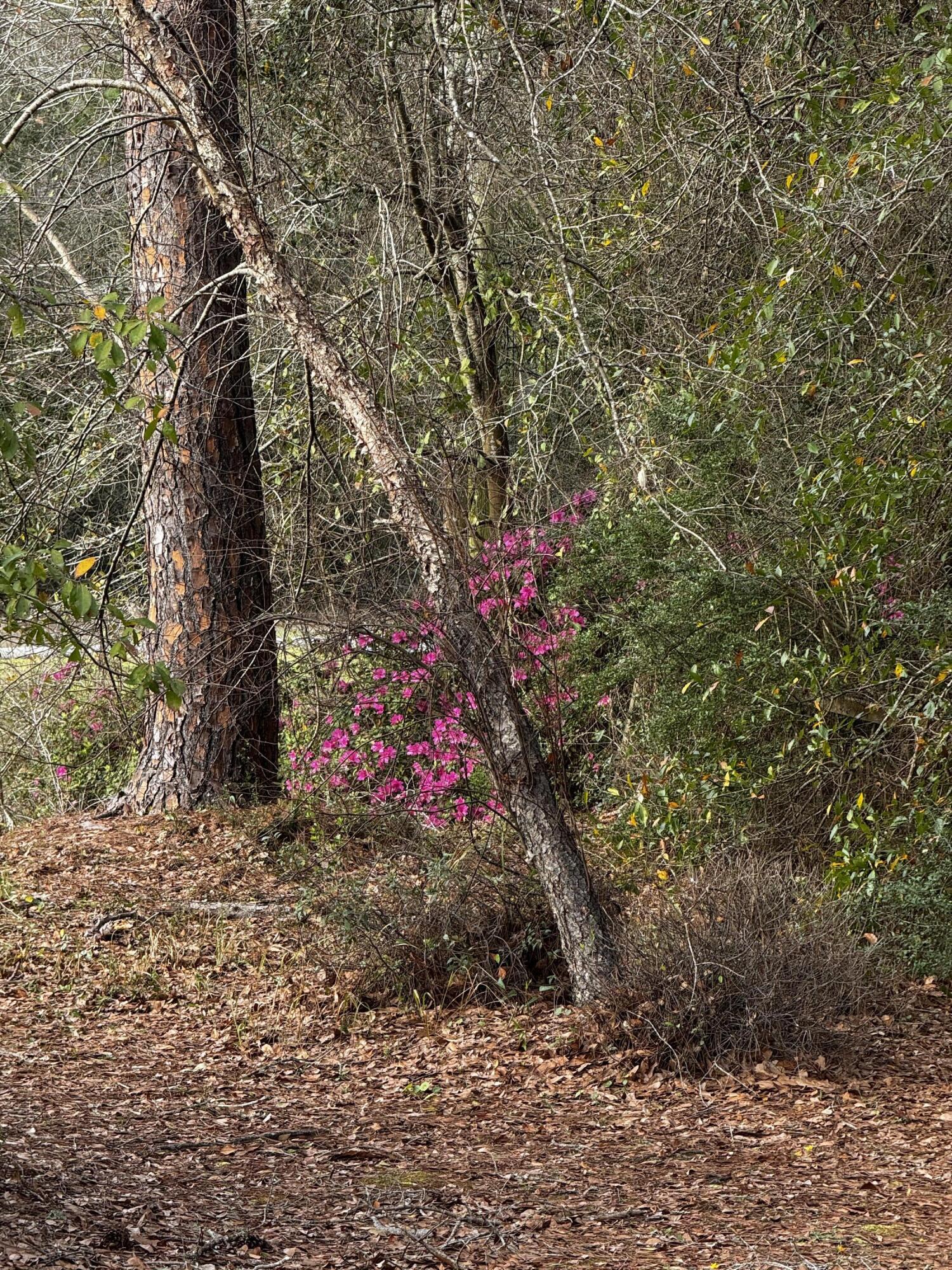 MYRTLE GROVE WEST - Land