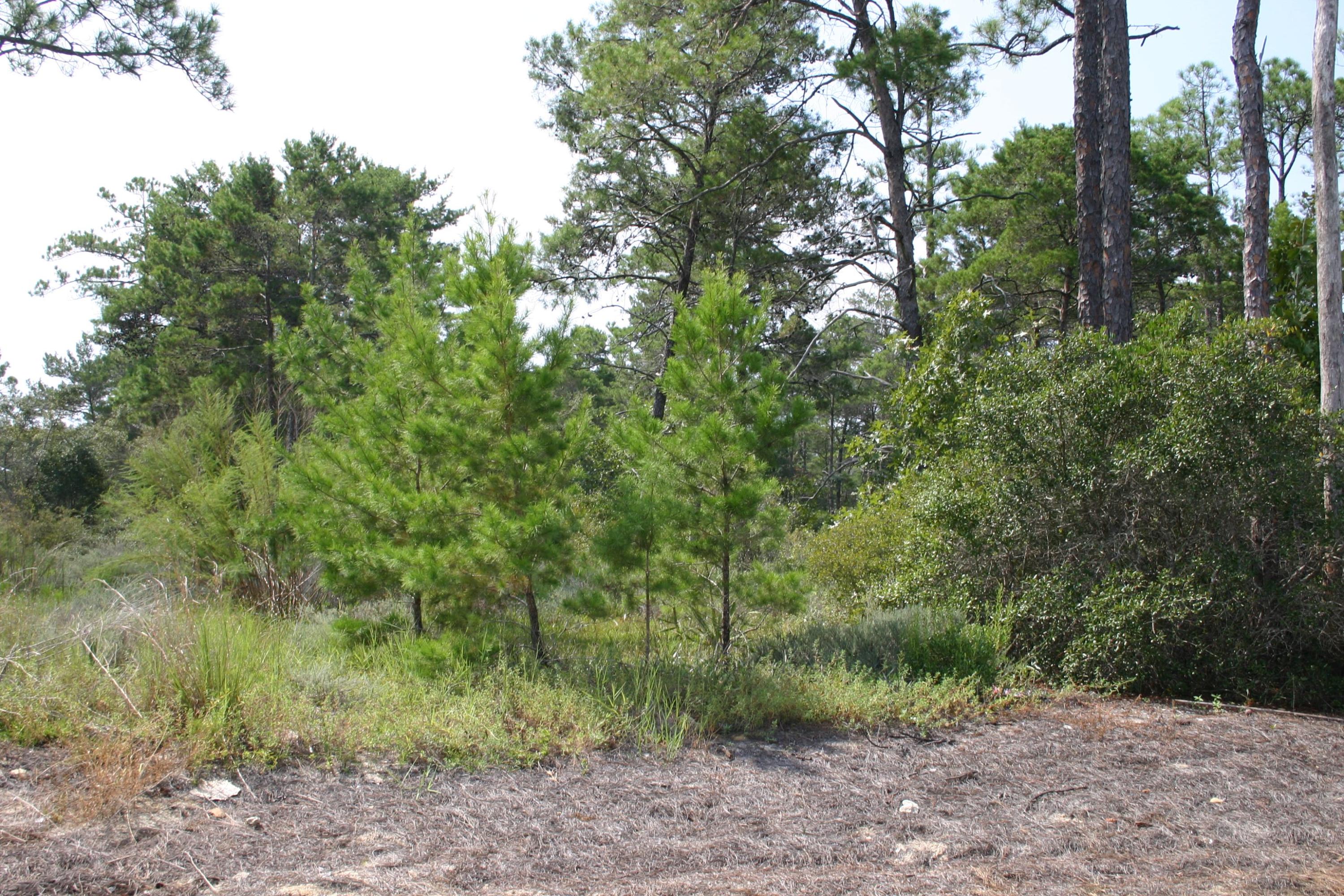 LAKESIDE AT BLUE MOUNTAIN BEACH - Land