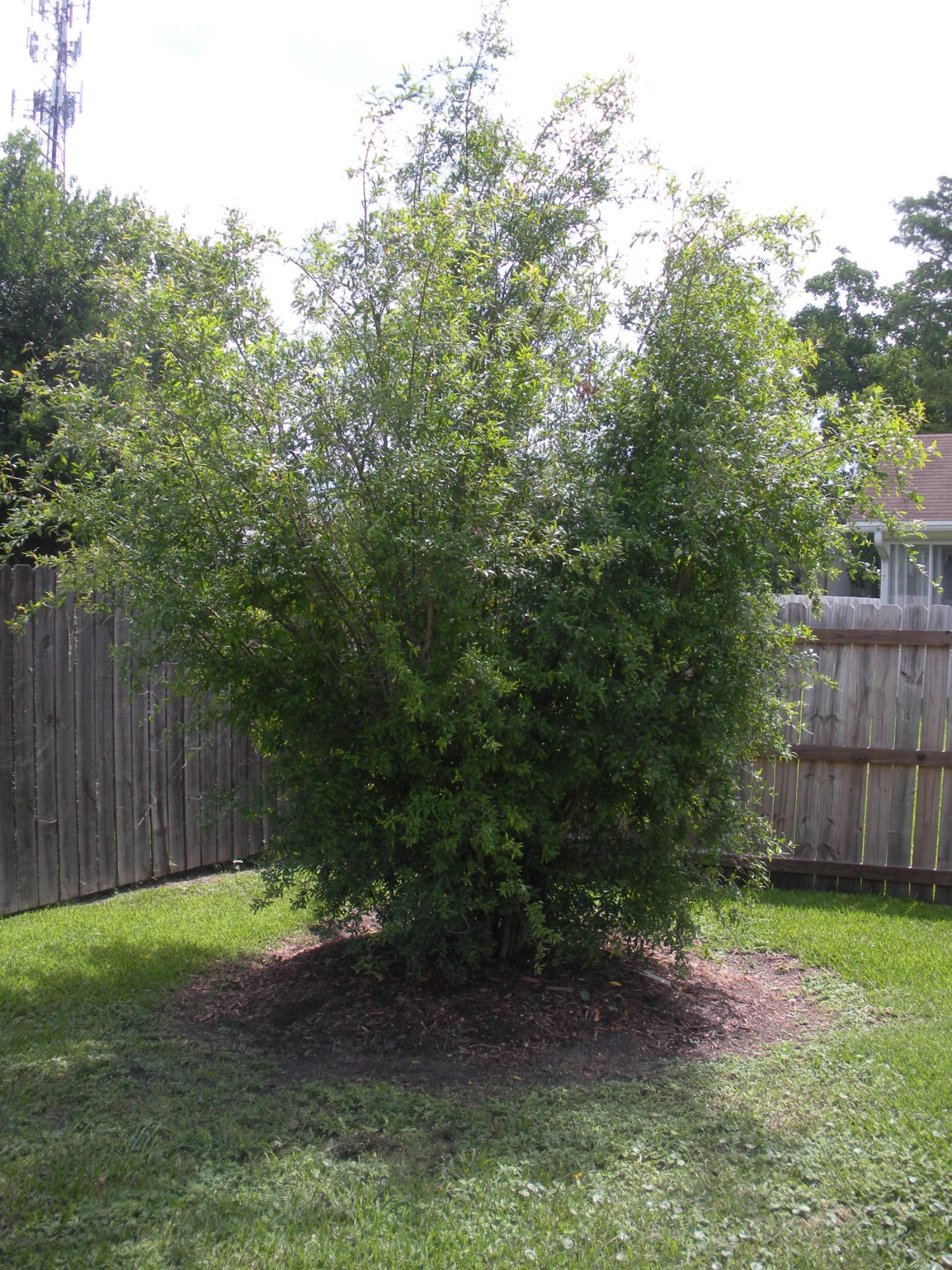 BRITTANY WOODS S/D - Residential