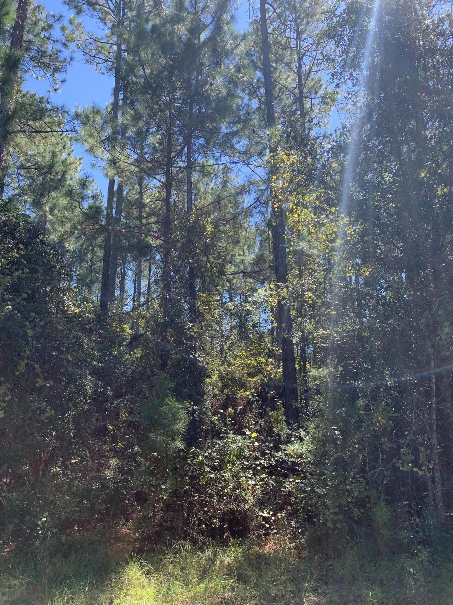 Canopy Crossing - Land