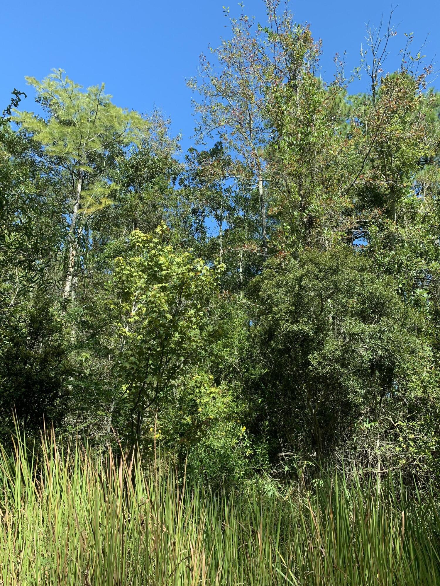 Canopy Crossing - Land