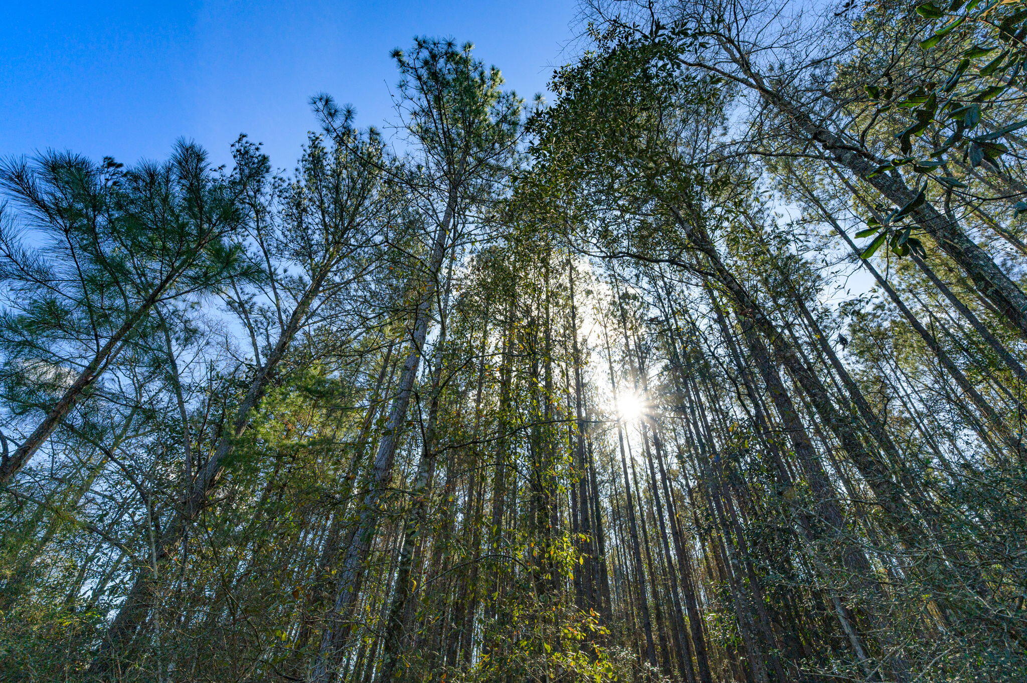 METES & BOUNDS - Farm