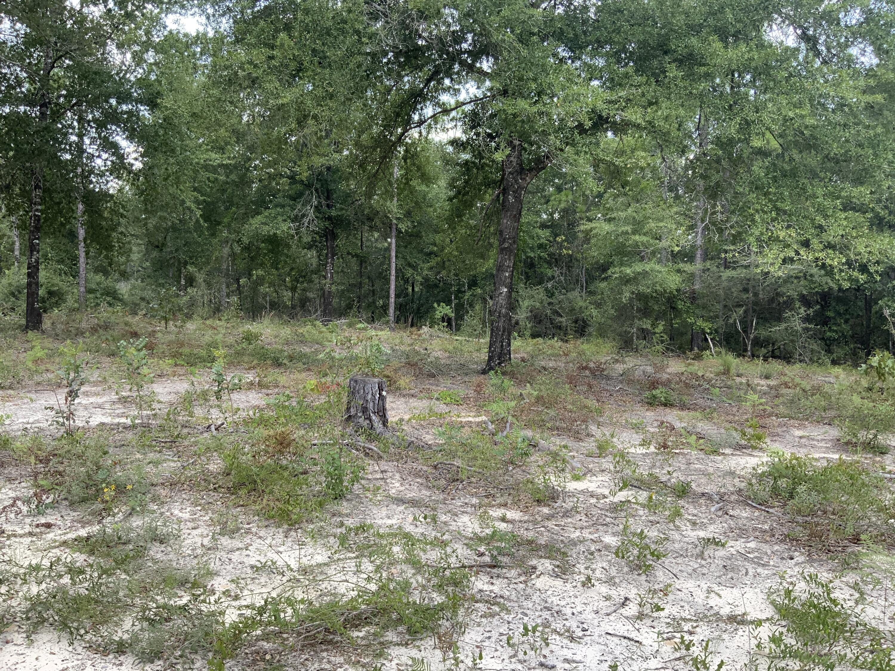 Turkey Creek Woodlands - Land