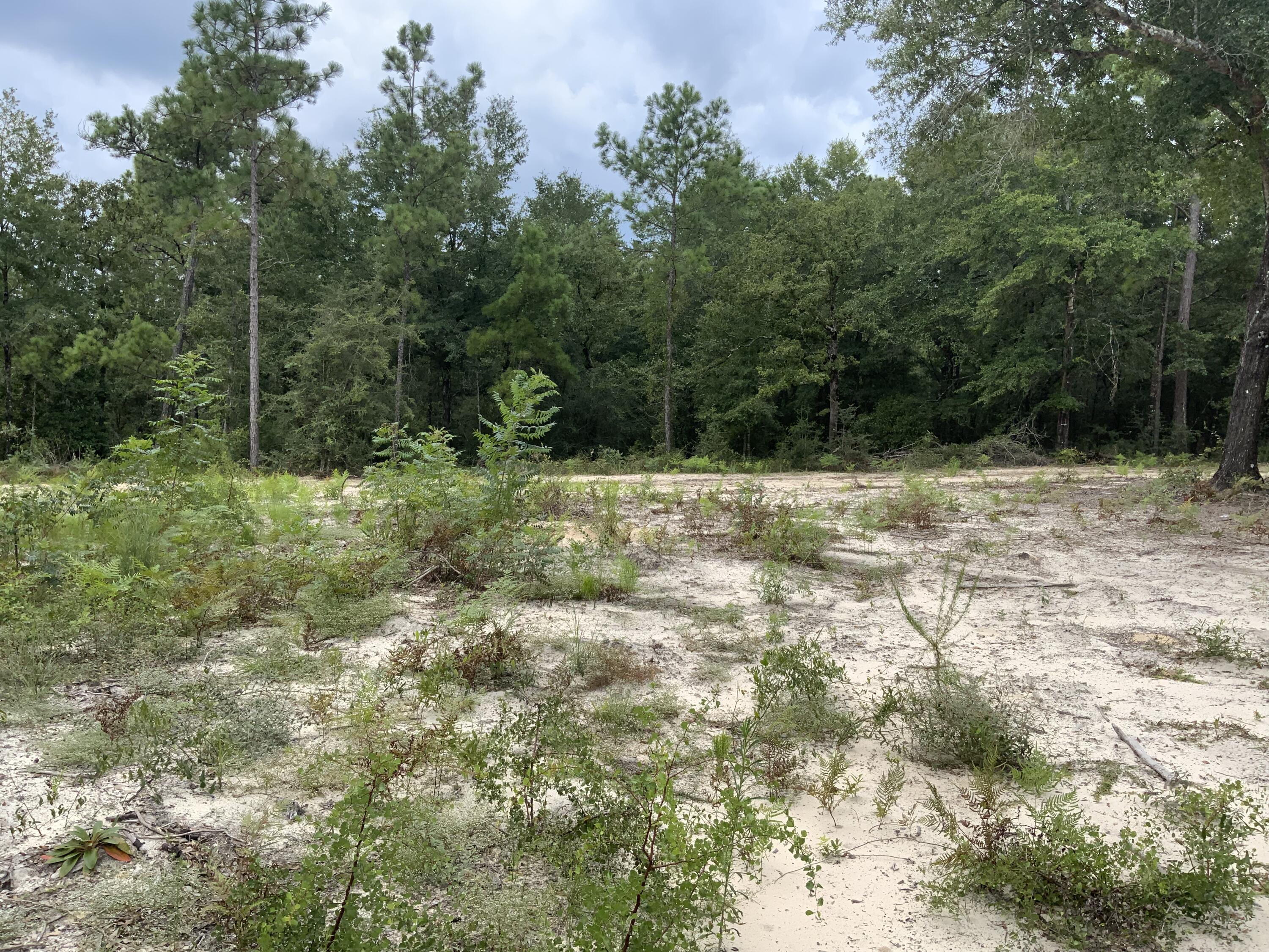 Turkey Creek Woodlands - Land