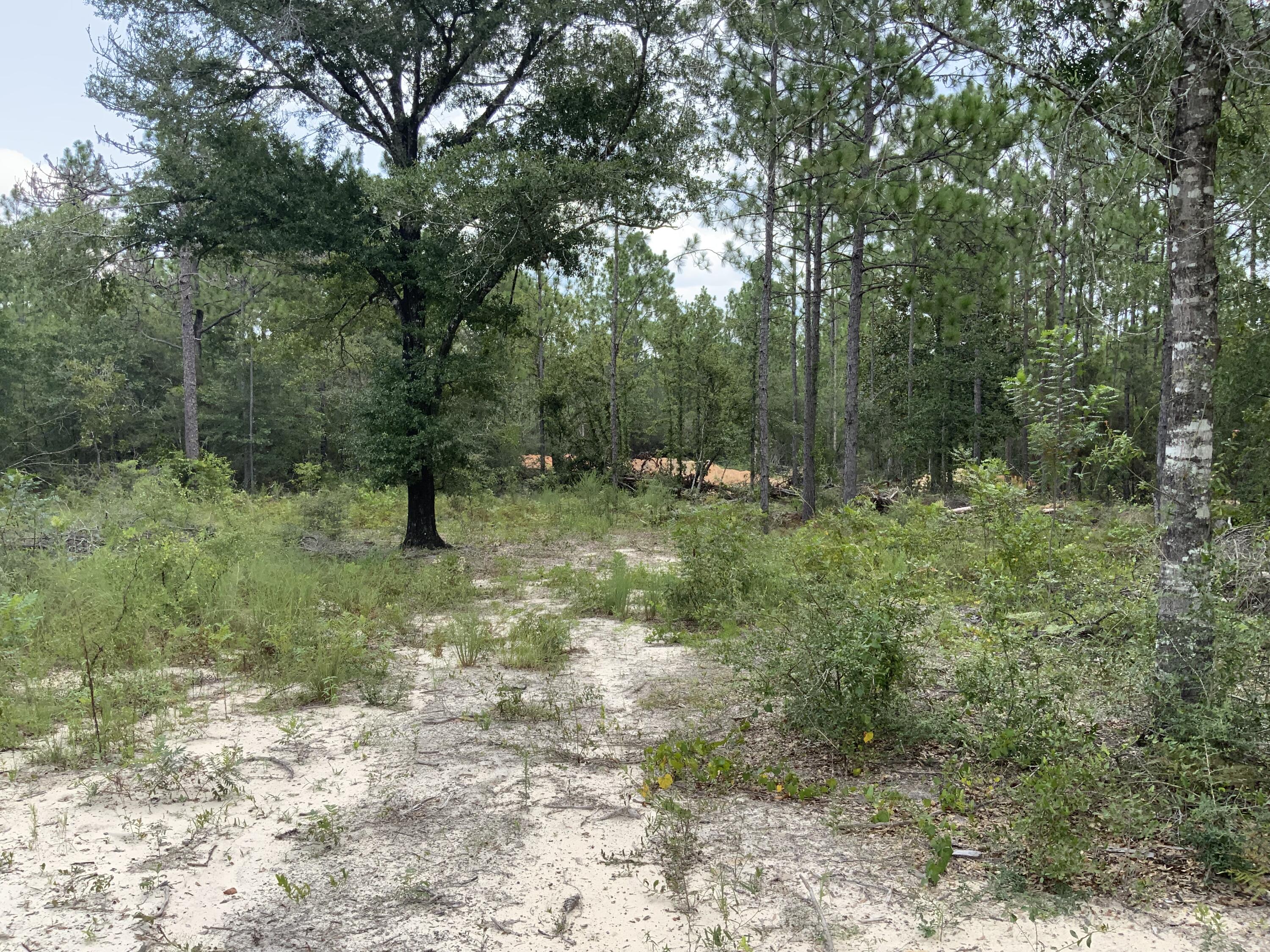 Turkey Creek Woodlands - Land