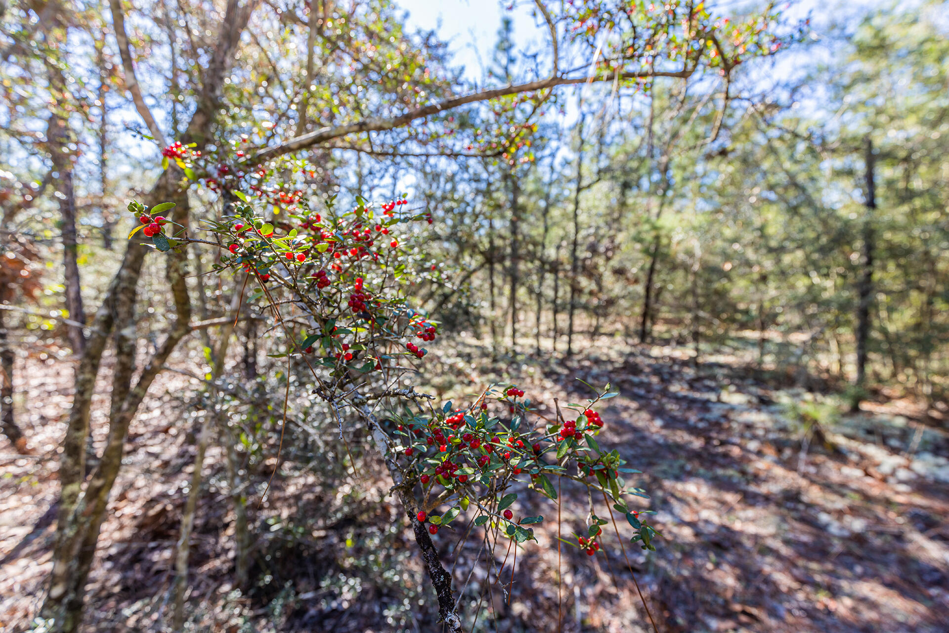 METES & BOUNDS - Land