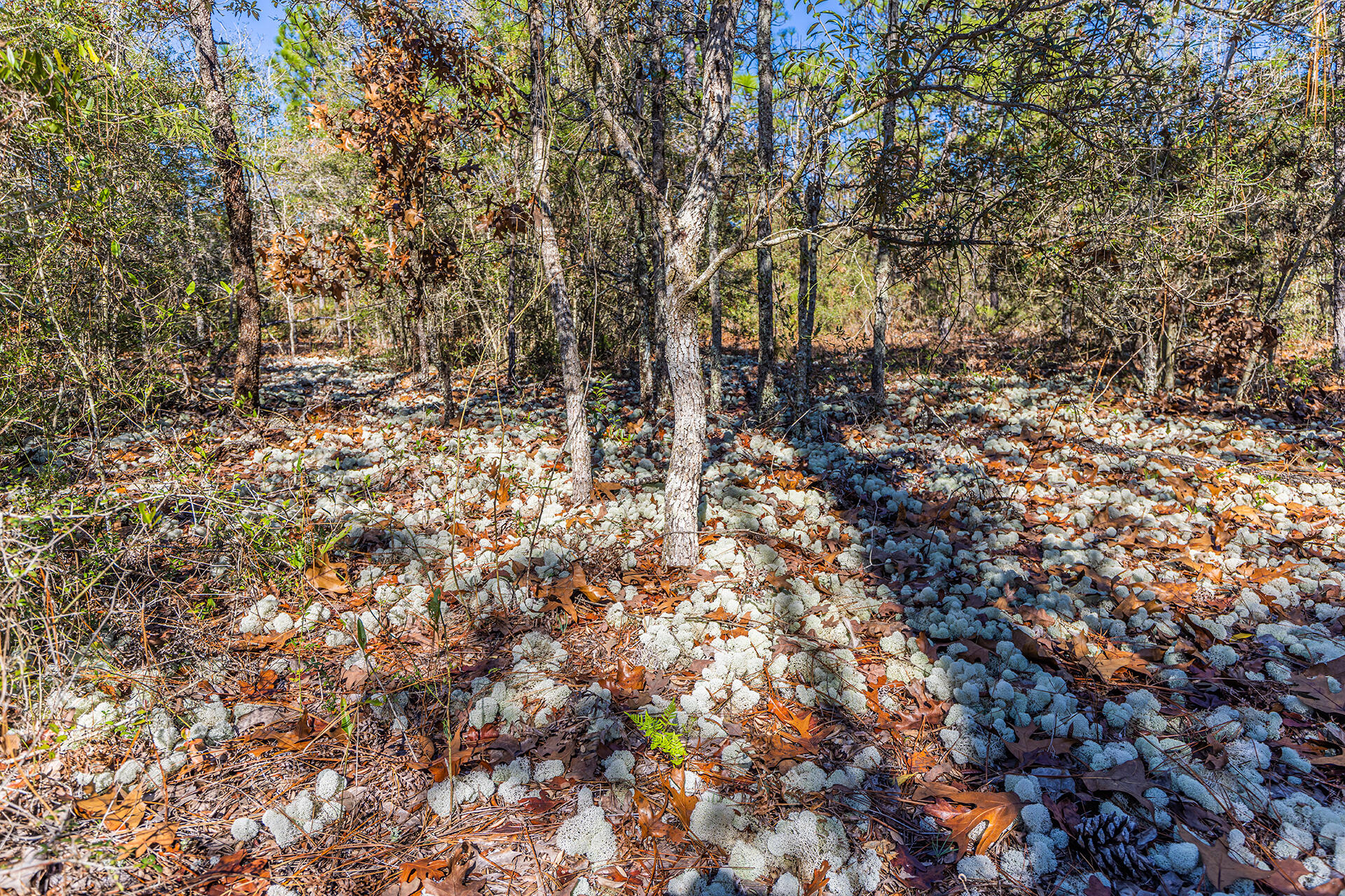 METES & BOUNDS - Land