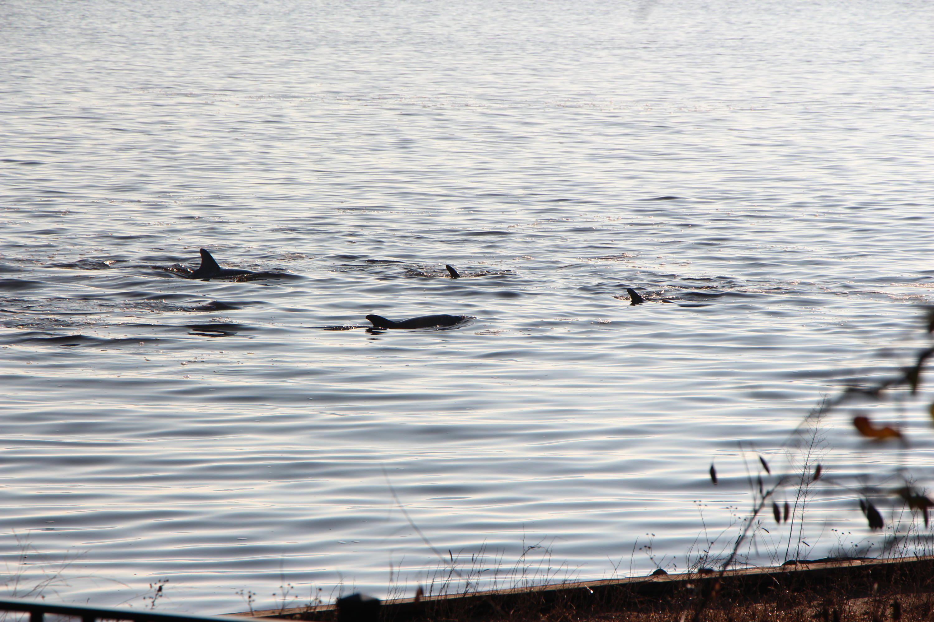 DRIFTWOOD ESTATES - Land