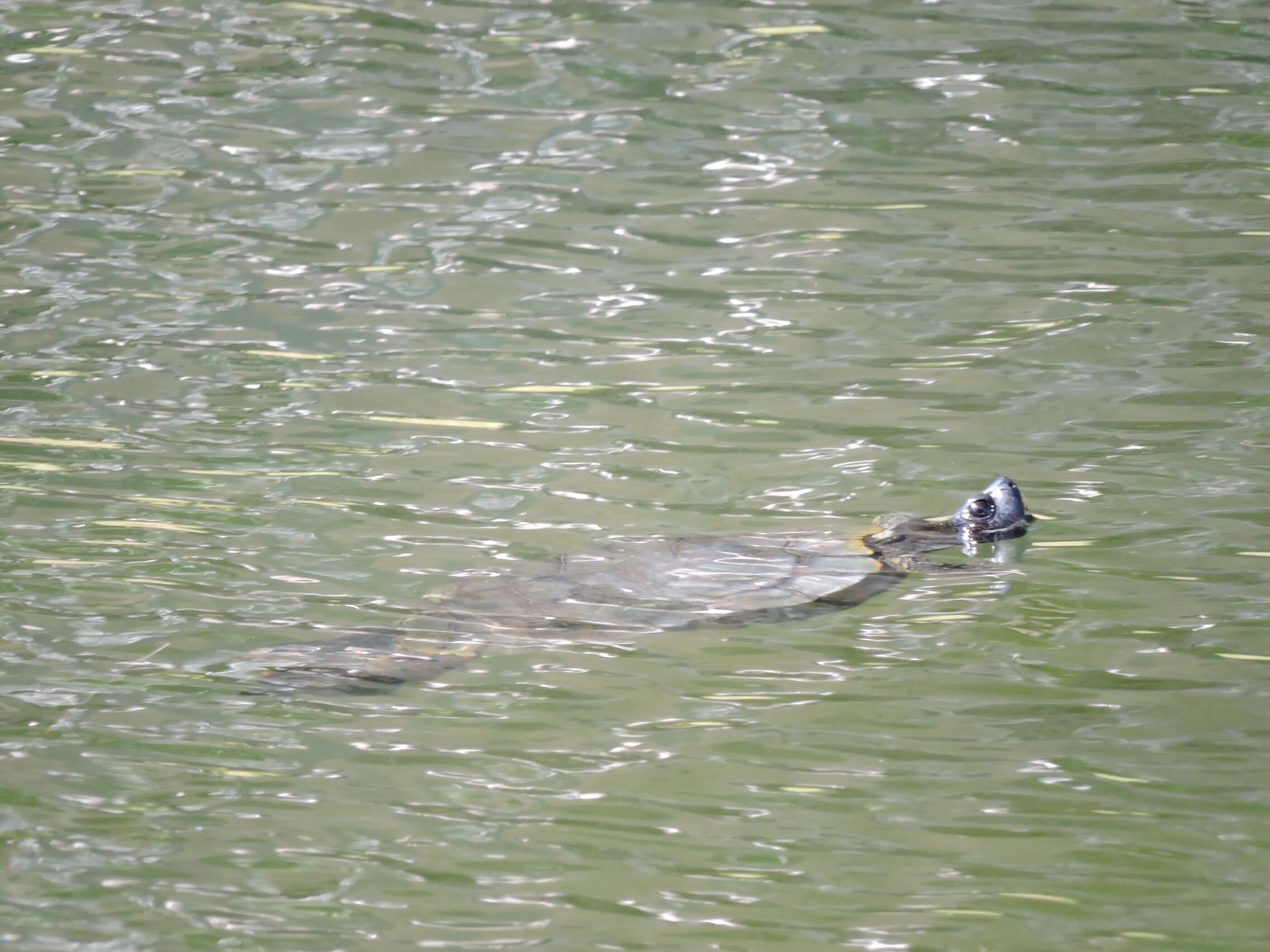 LAKESIDE CONDO AT BLUEWATER BAY - Residential