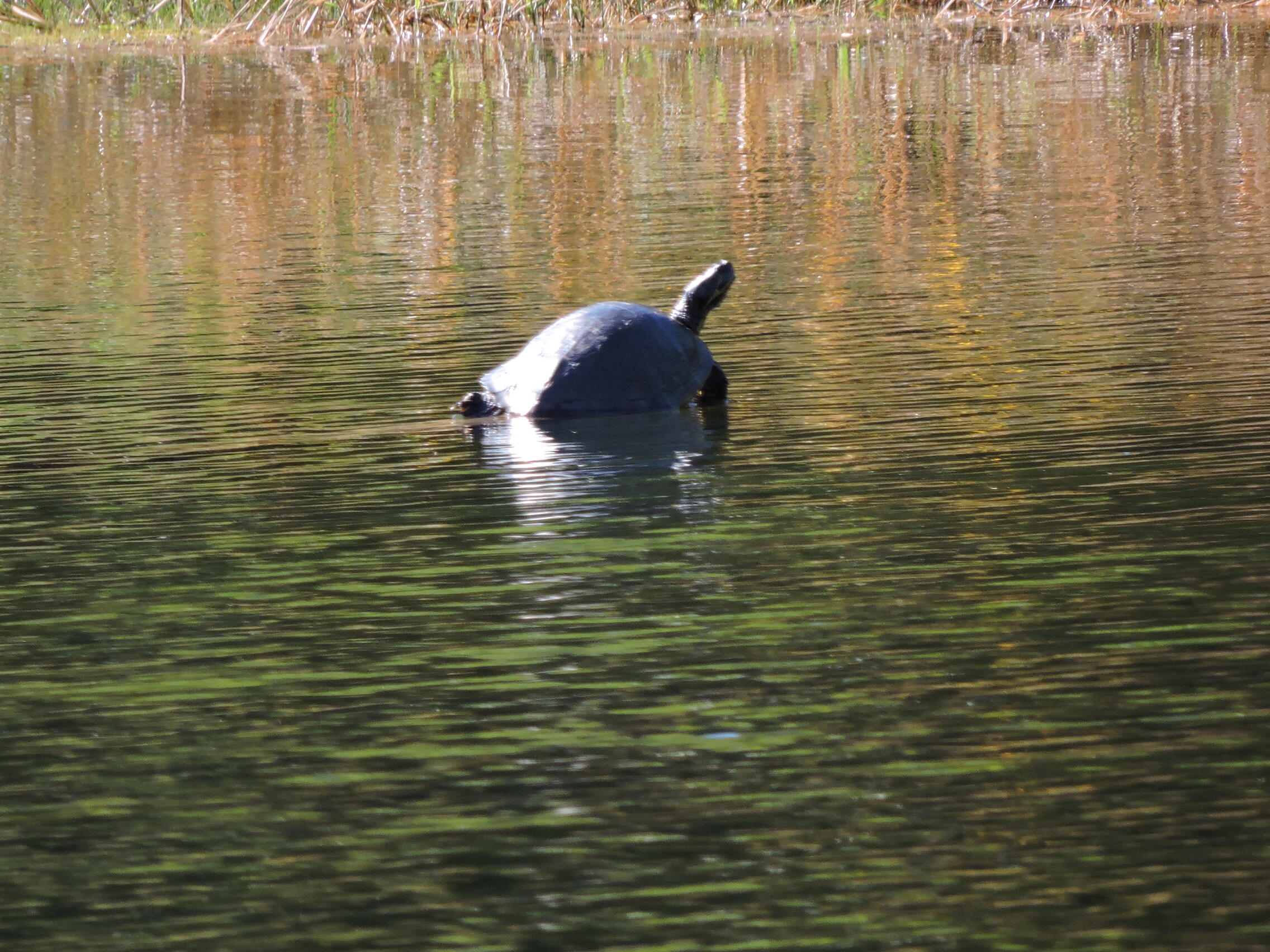 LAKESIDE CONDO AT BLUEWATER BAY - Residential