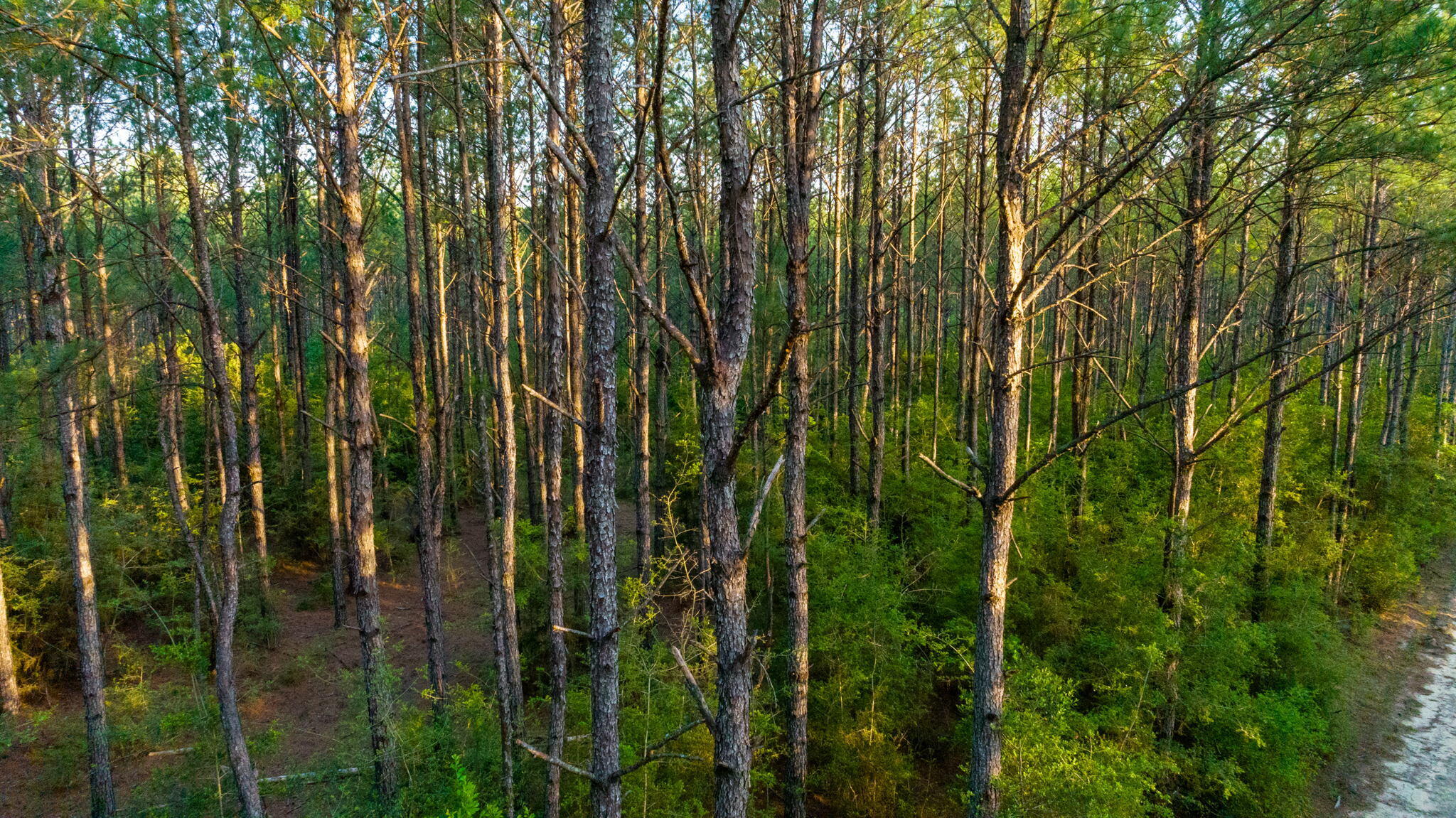 WALTON PLANTATION - Land