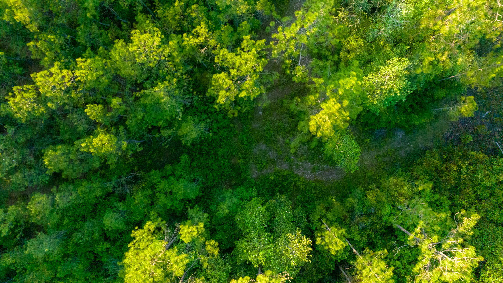 WALTON PLANTATION - Land