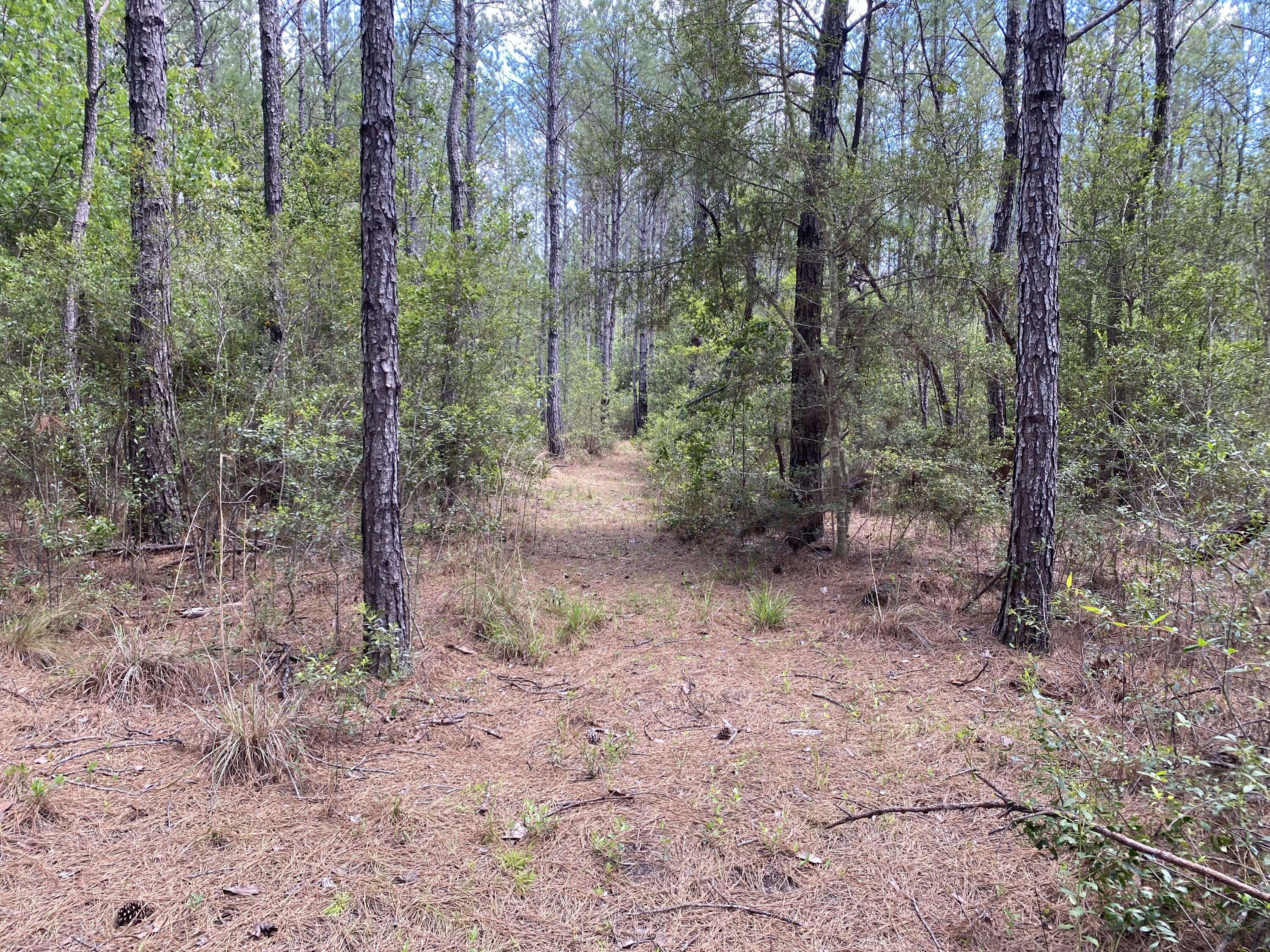 WALTON PLANTATION - Land