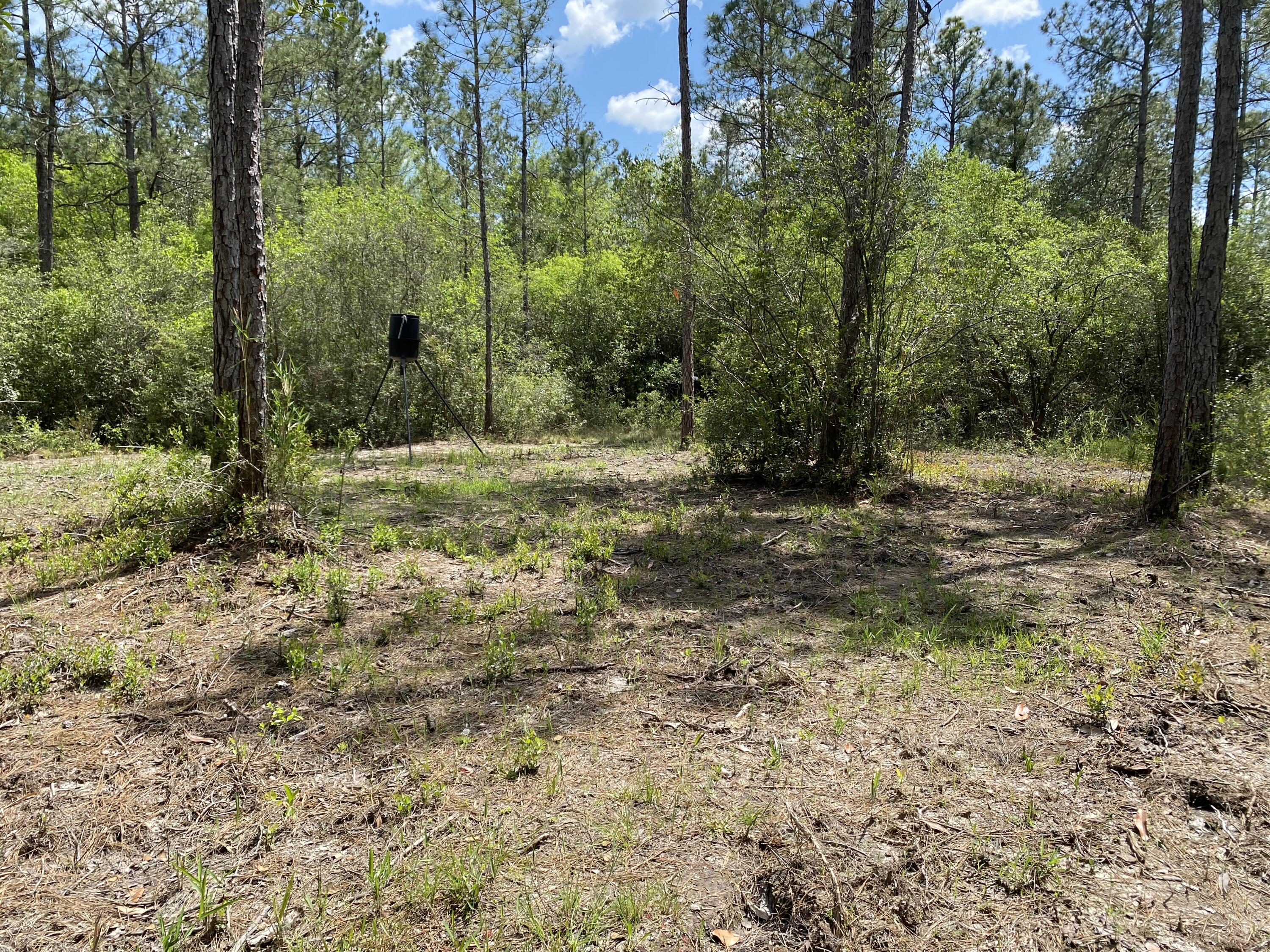 WALTON PLANTATION - Land