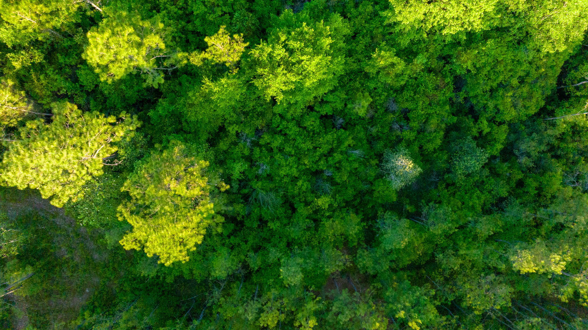 WALTON PLANTATION - Land