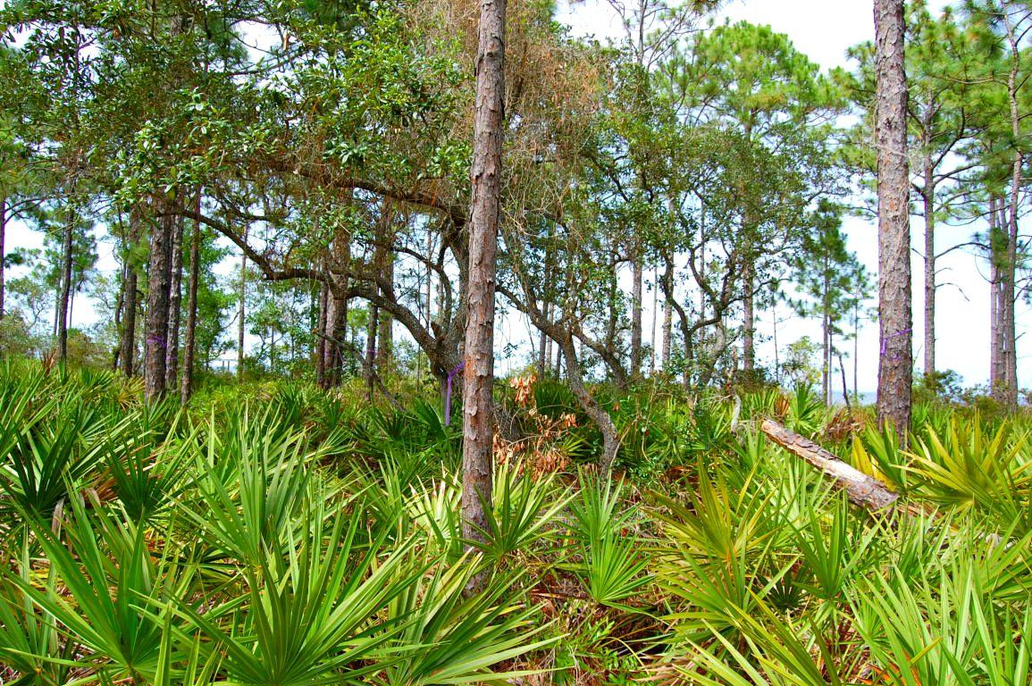 DRIFTWOOD ESTATES - Land