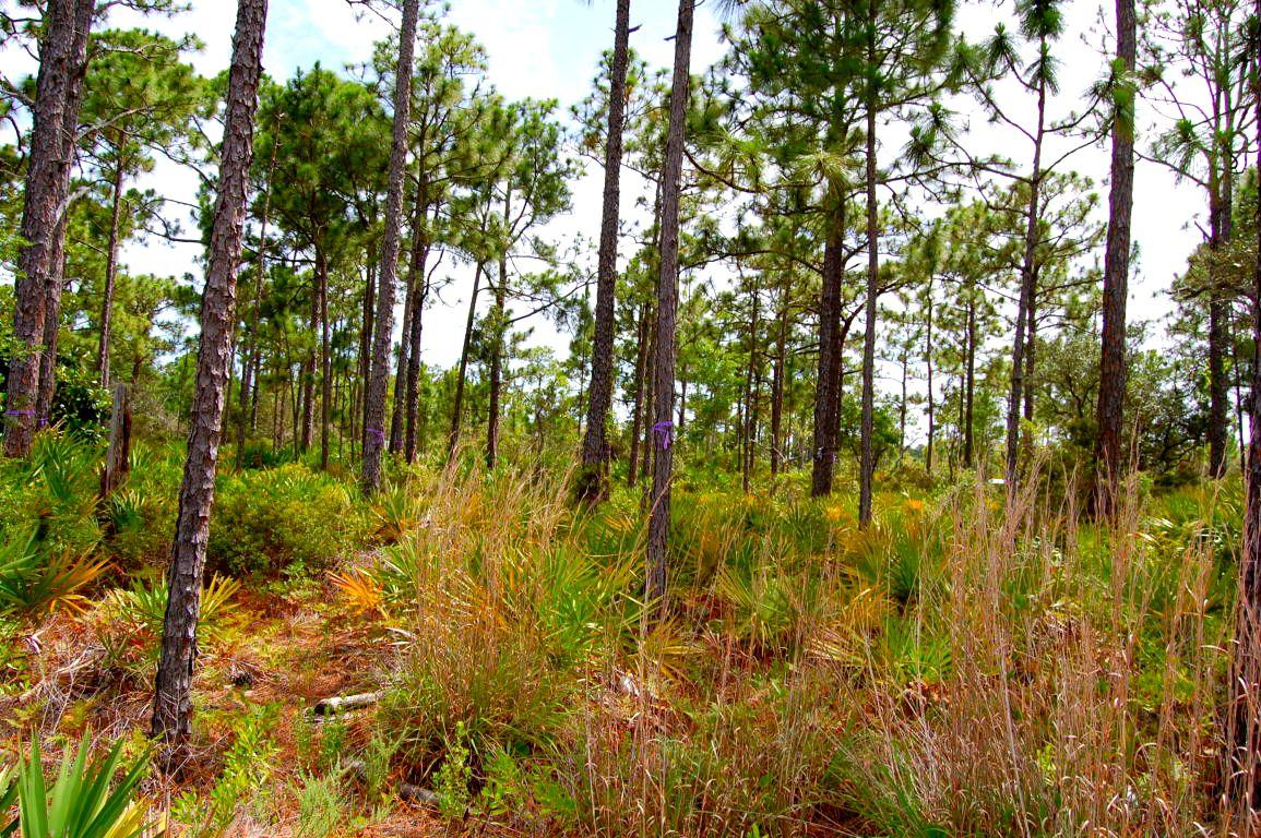 DRIFTWOOD ESTATES - Land