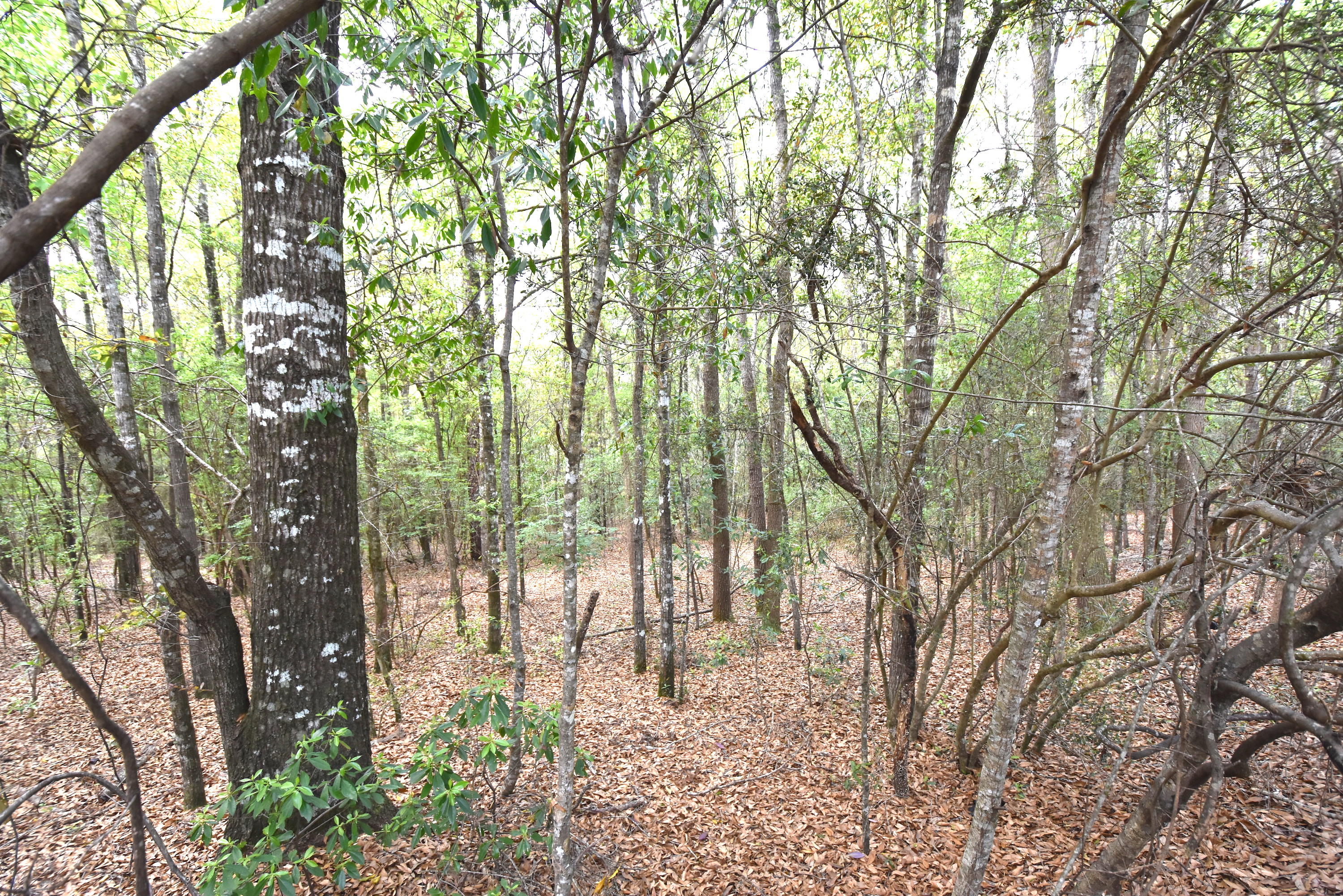 Mathison Creek Est @ Kennedy Lakes Ph 2 - Land