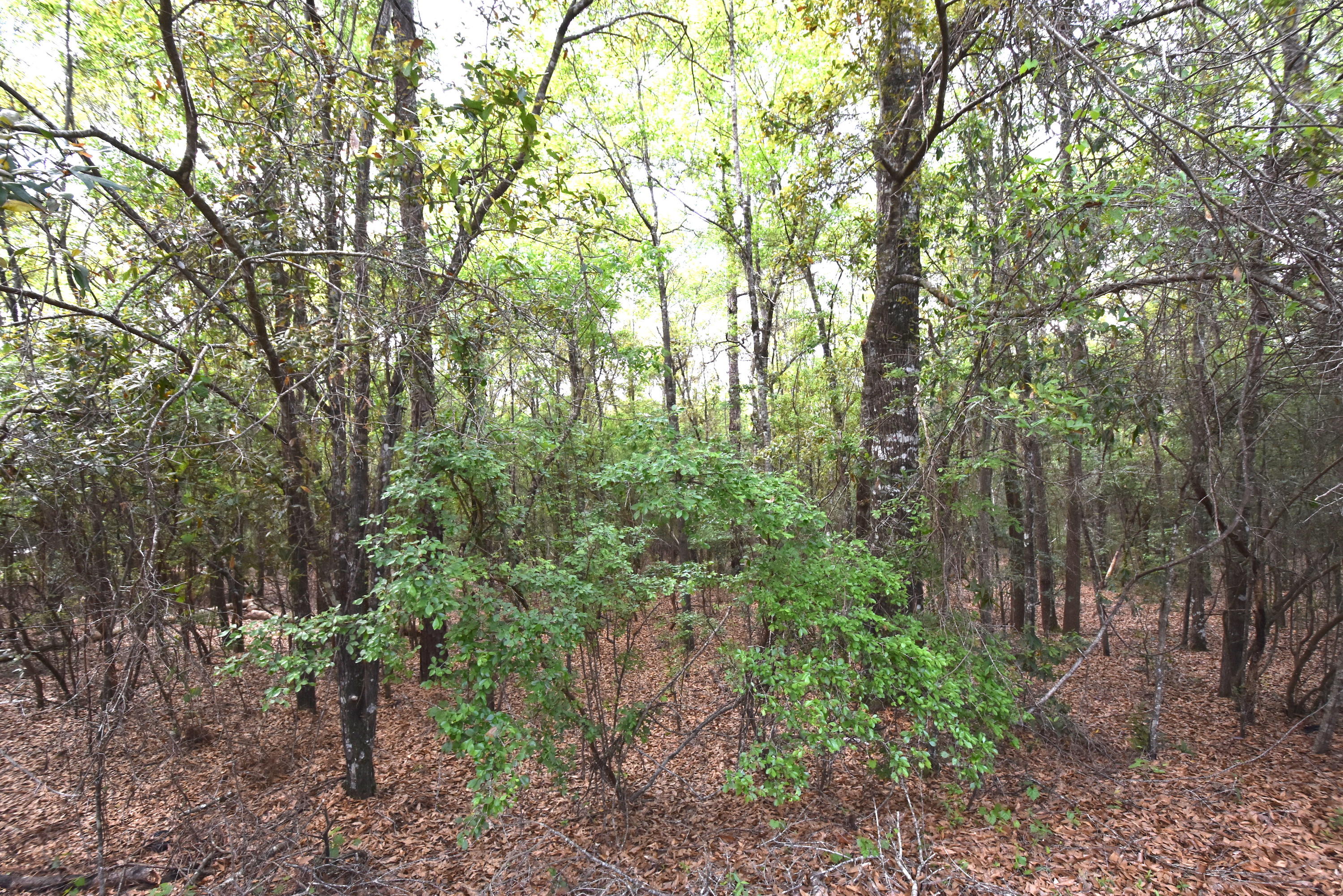 Mathison Creek Est @ Kennedy Lakes Ph 2 - Land