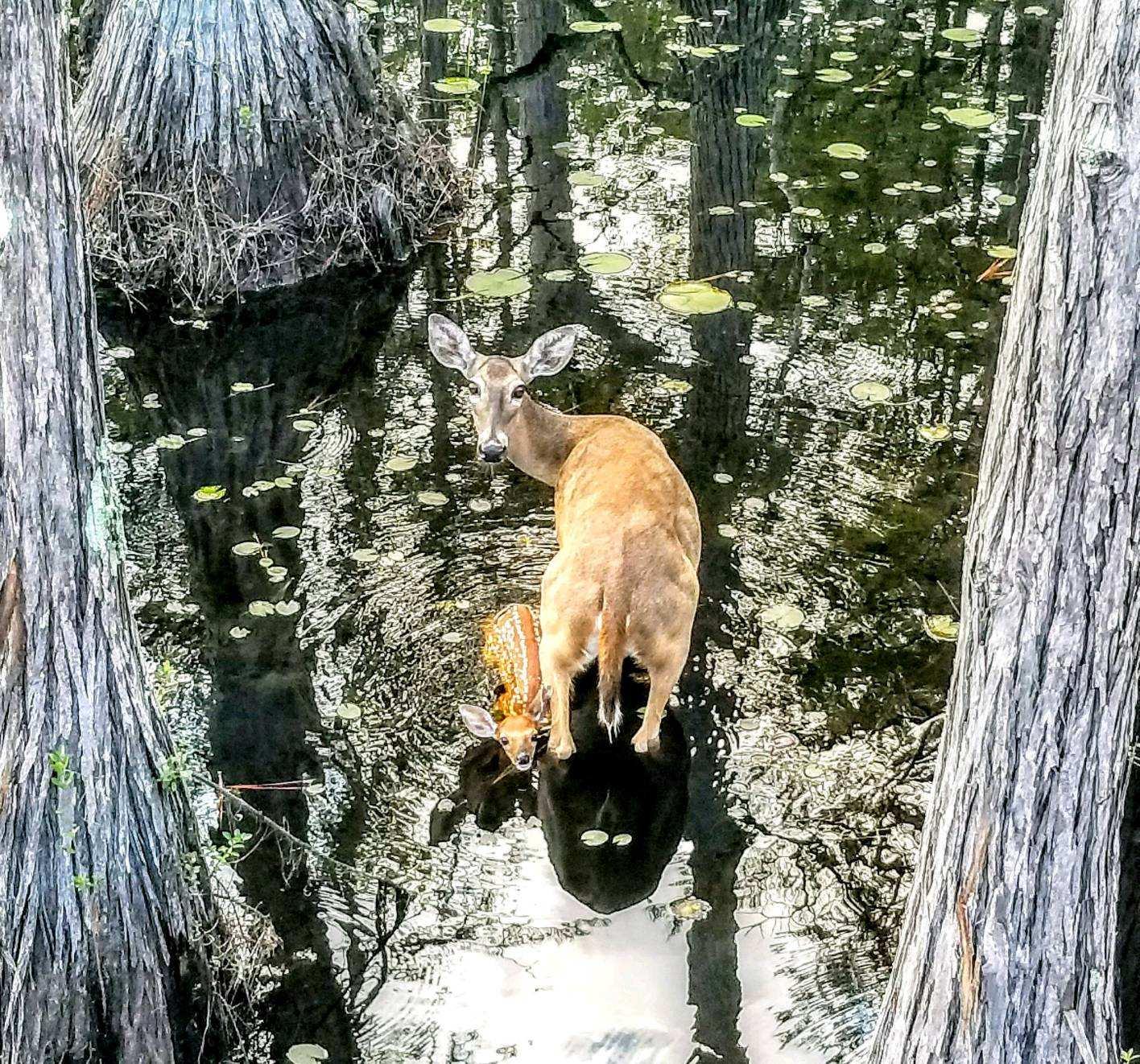 CYPRESS DUNES - Land