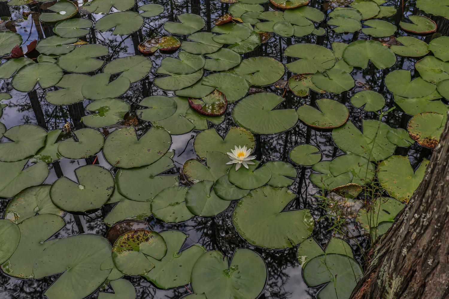 CYPRESS DUNES - Land