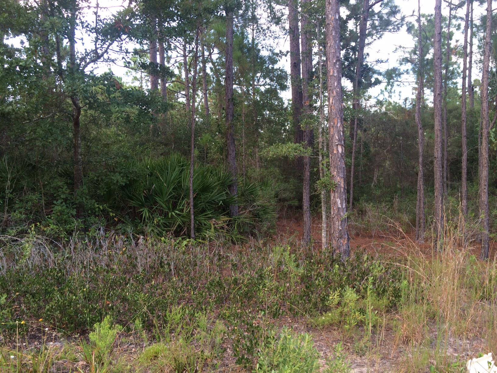 HOLLEY BY THE SEA - Land