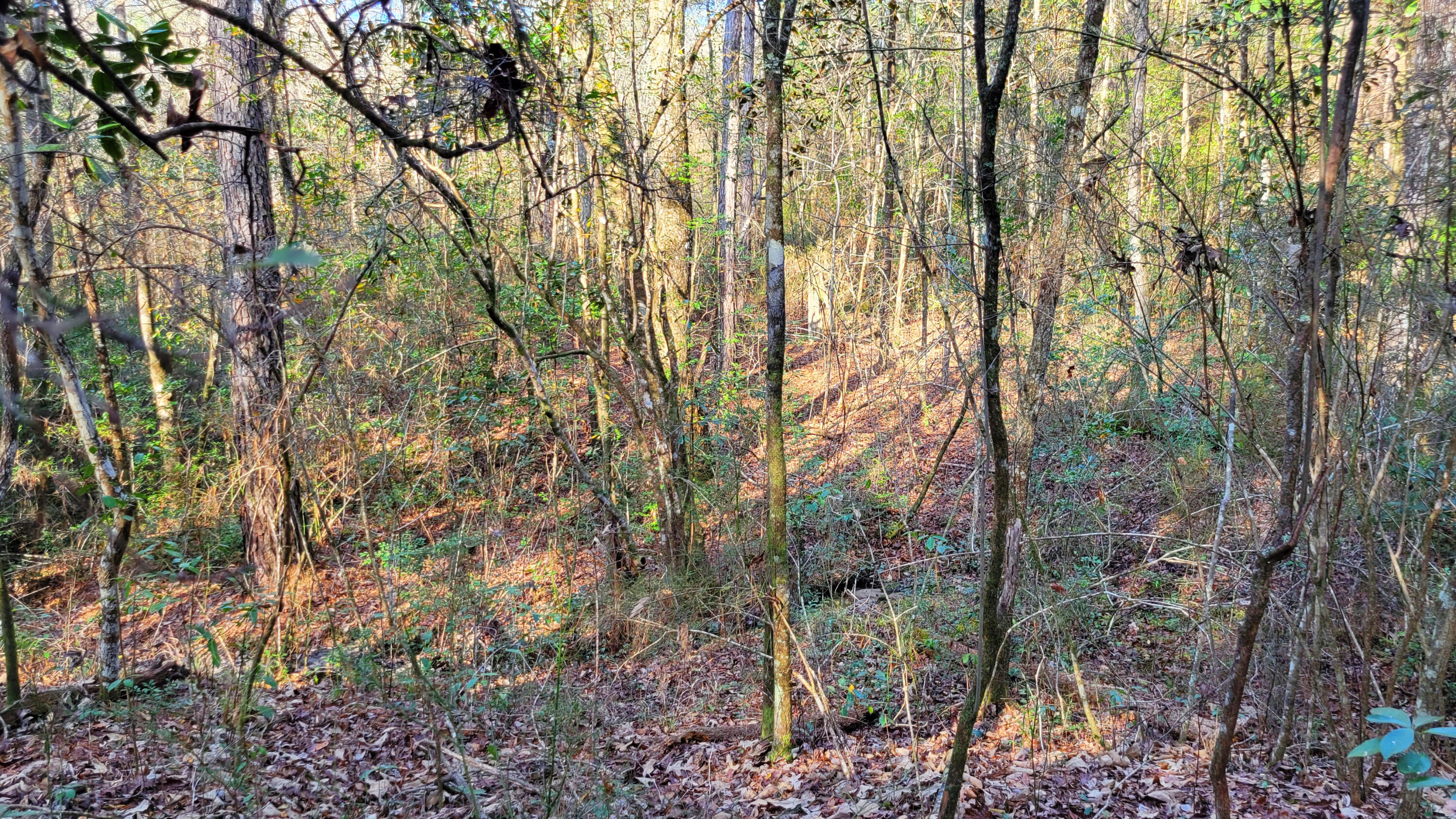Wilson  Estate North - Land