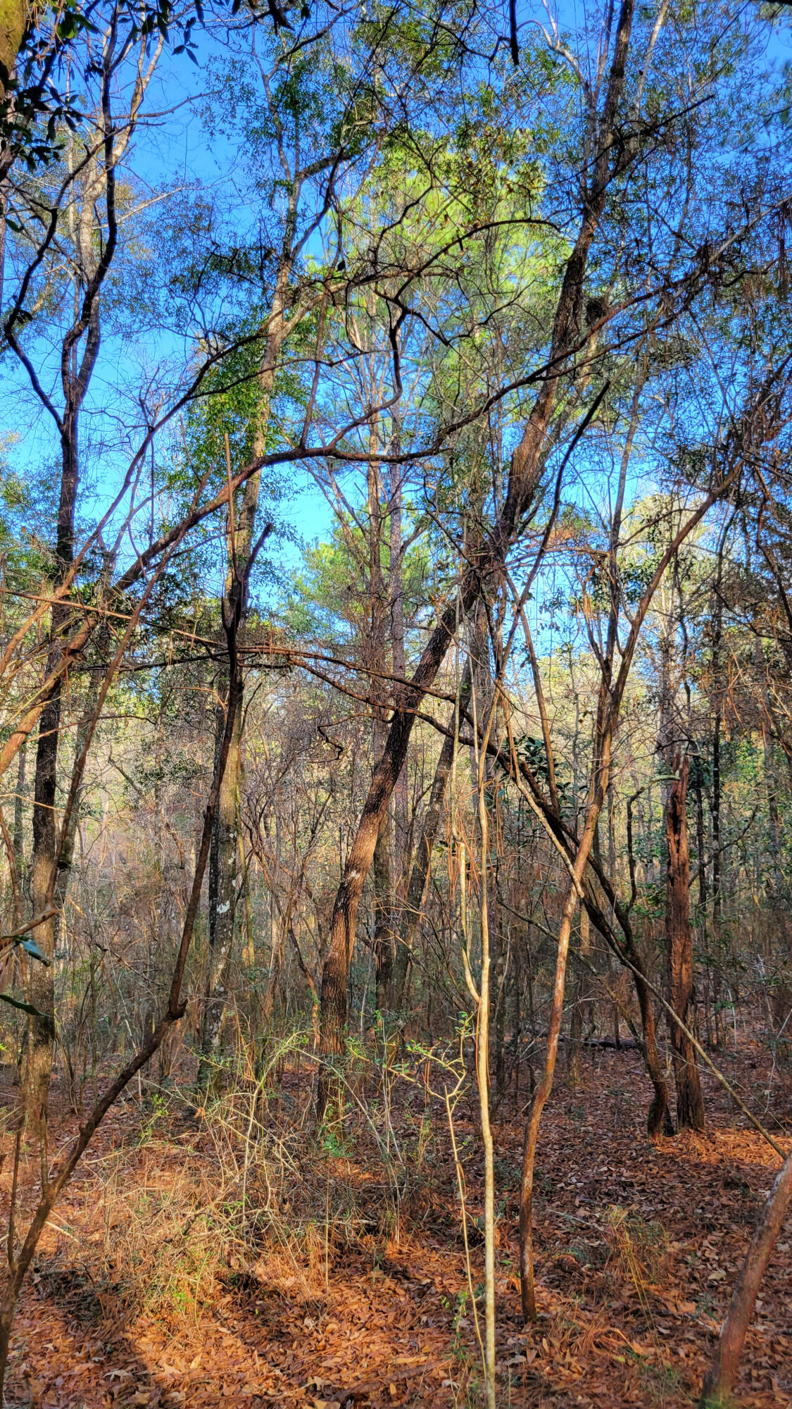 Wilson  Estate North - Land