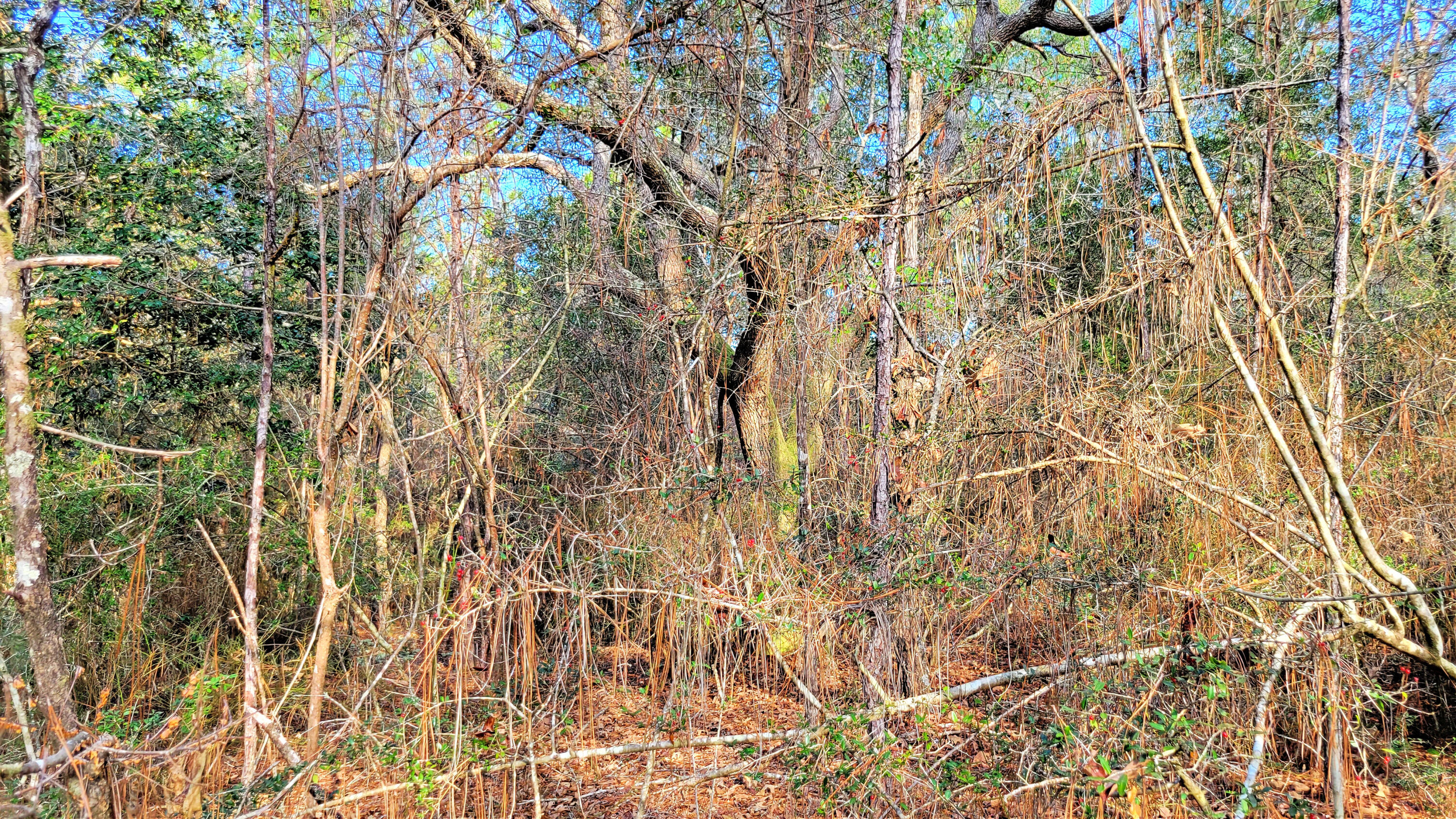 Wilson  Estate North - Land