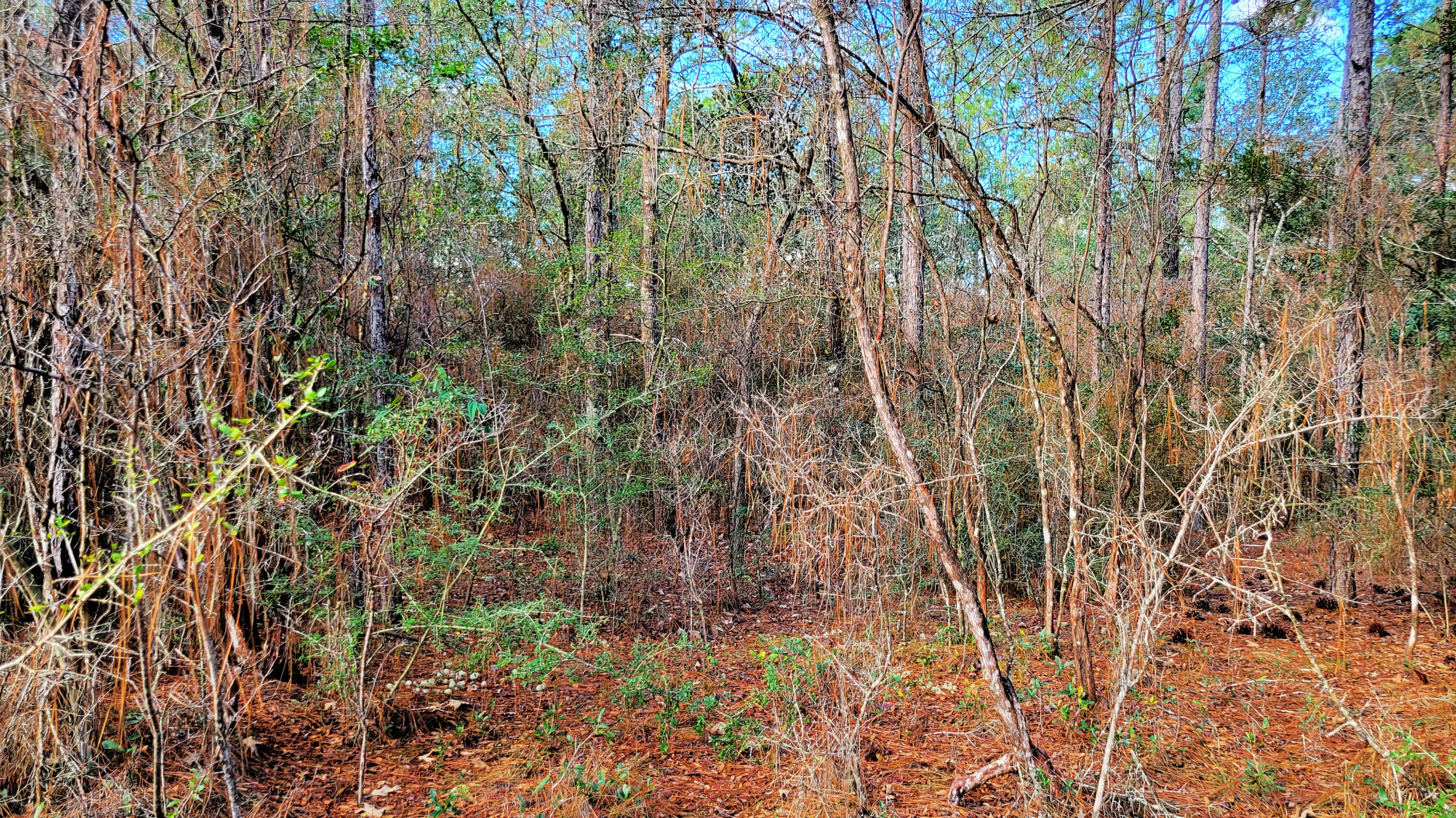 Wilson  Estate North - Land