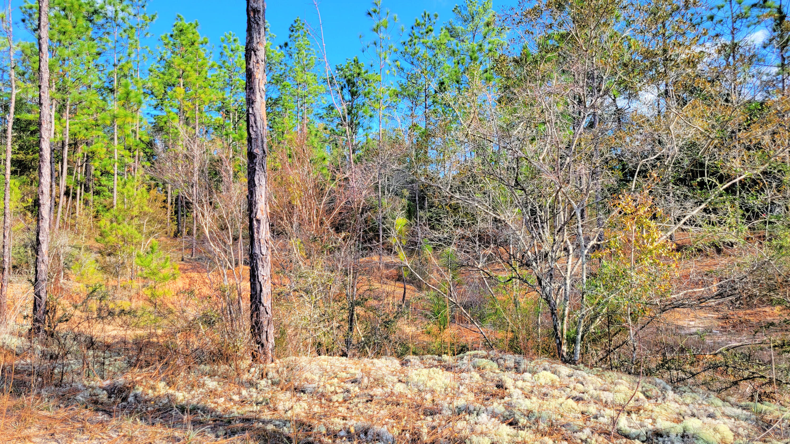 Wilson  Estate North - Land