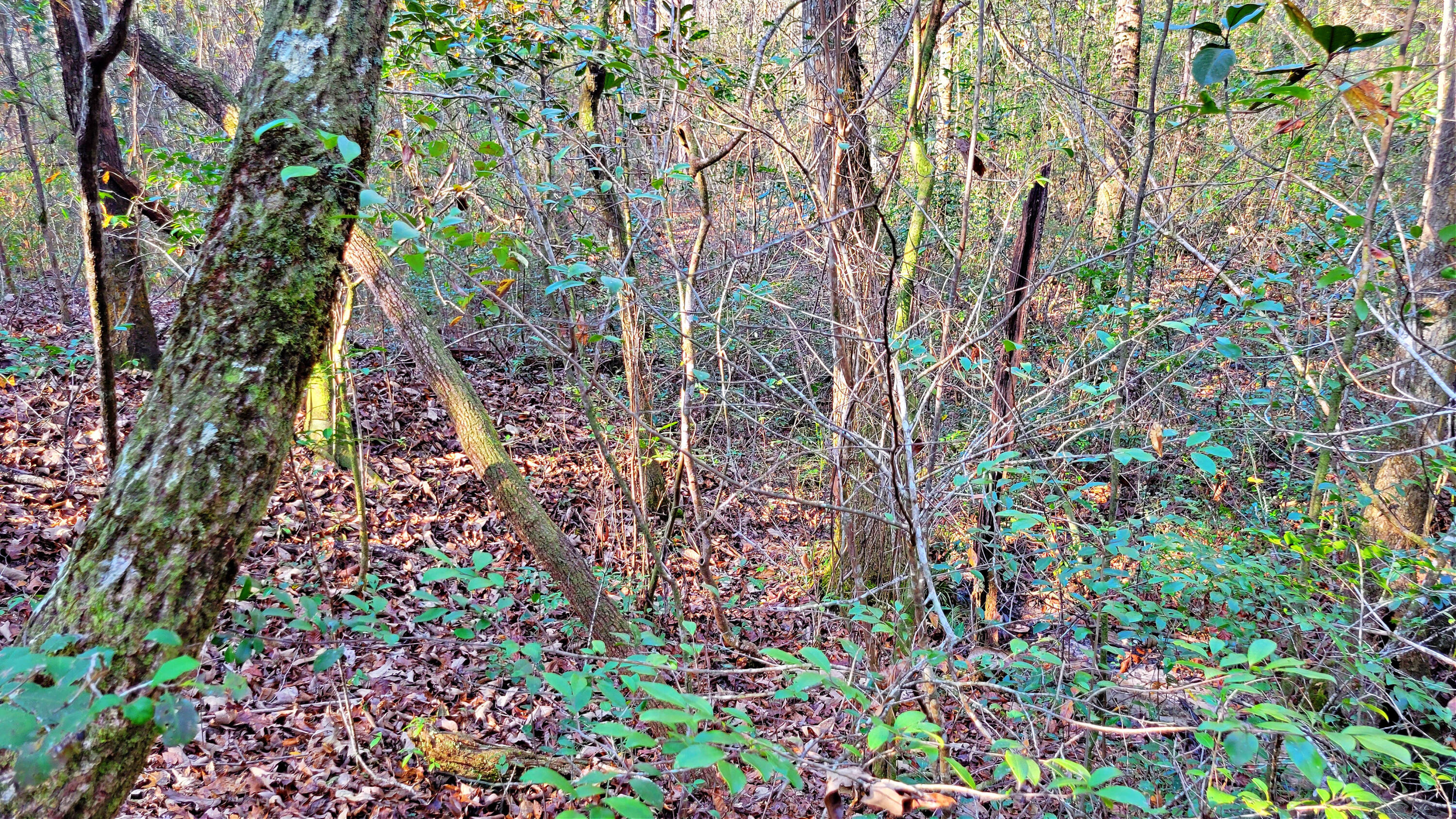 Wilson  Estate North - Land