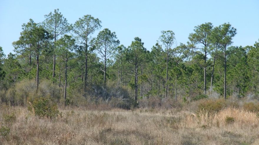 Large 3.78 acre vacant property in wooded area in the luxurious Santa Rosa Beach area. Located near the pristine beaches of the Emerald Coast. Shopping centers and restaurants near by!This property is now under auction terms. This property will be sold absolute to the highest bidder on auction day, There is not a set minimum or starting bid on this property. The cooperating broker will be paid a commission of up to 1.75% upon the close of escrow. Please contact listing agent for details.