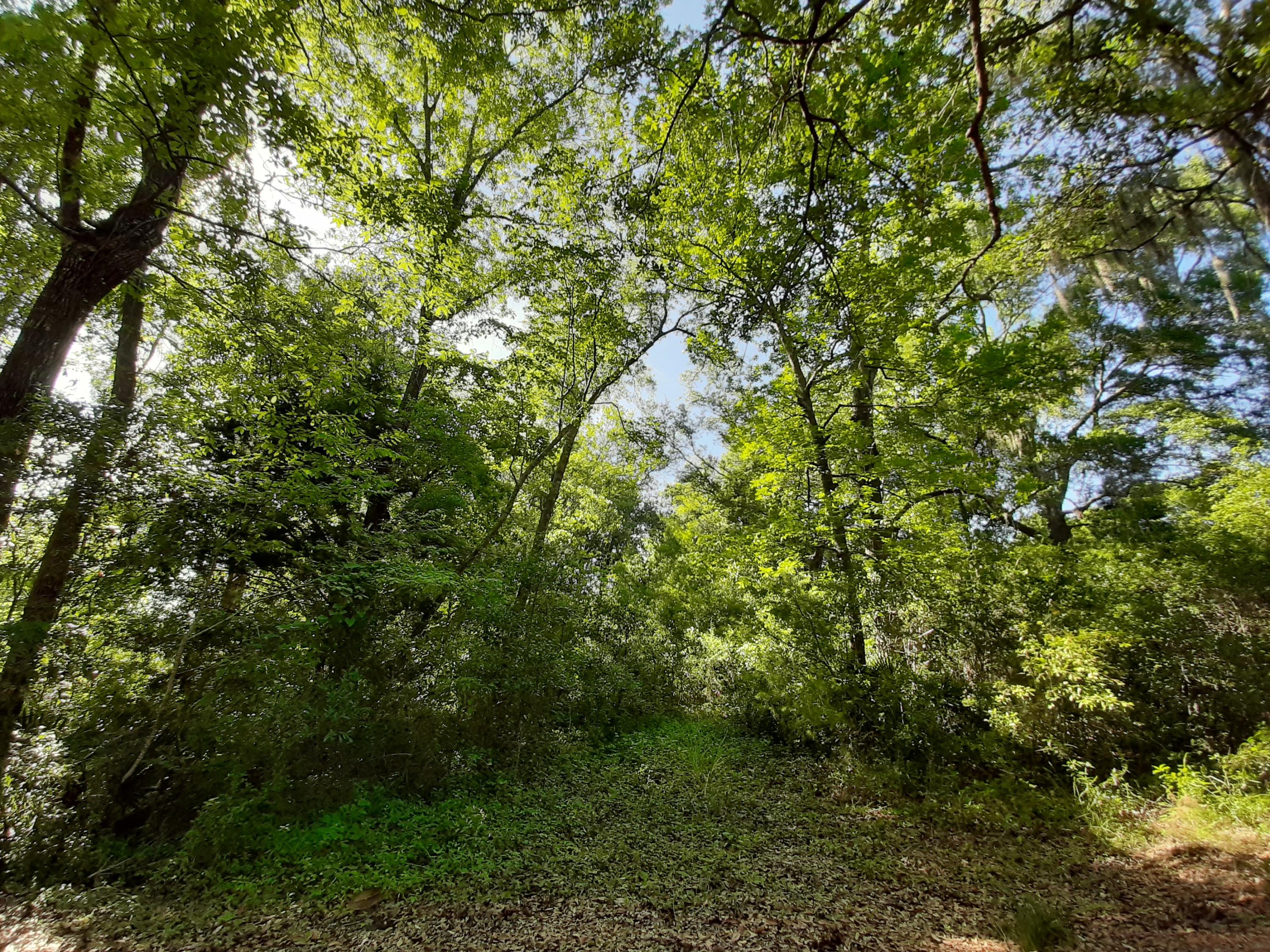 Beautifully shaded building lot on a Canal flowing from Alaqua Bayou in Waterview Cove. Build your dream home in this peaceful and natural setting. Large Oaks line the streets in this quiet Community with Restrictions but no HOA at this time. Community Boat Launch adjacent to this lot gives easy access to the Bayou and Choctawhatchee Bay. County zoning on this lot with City Water and Sewer available, and underground power.
