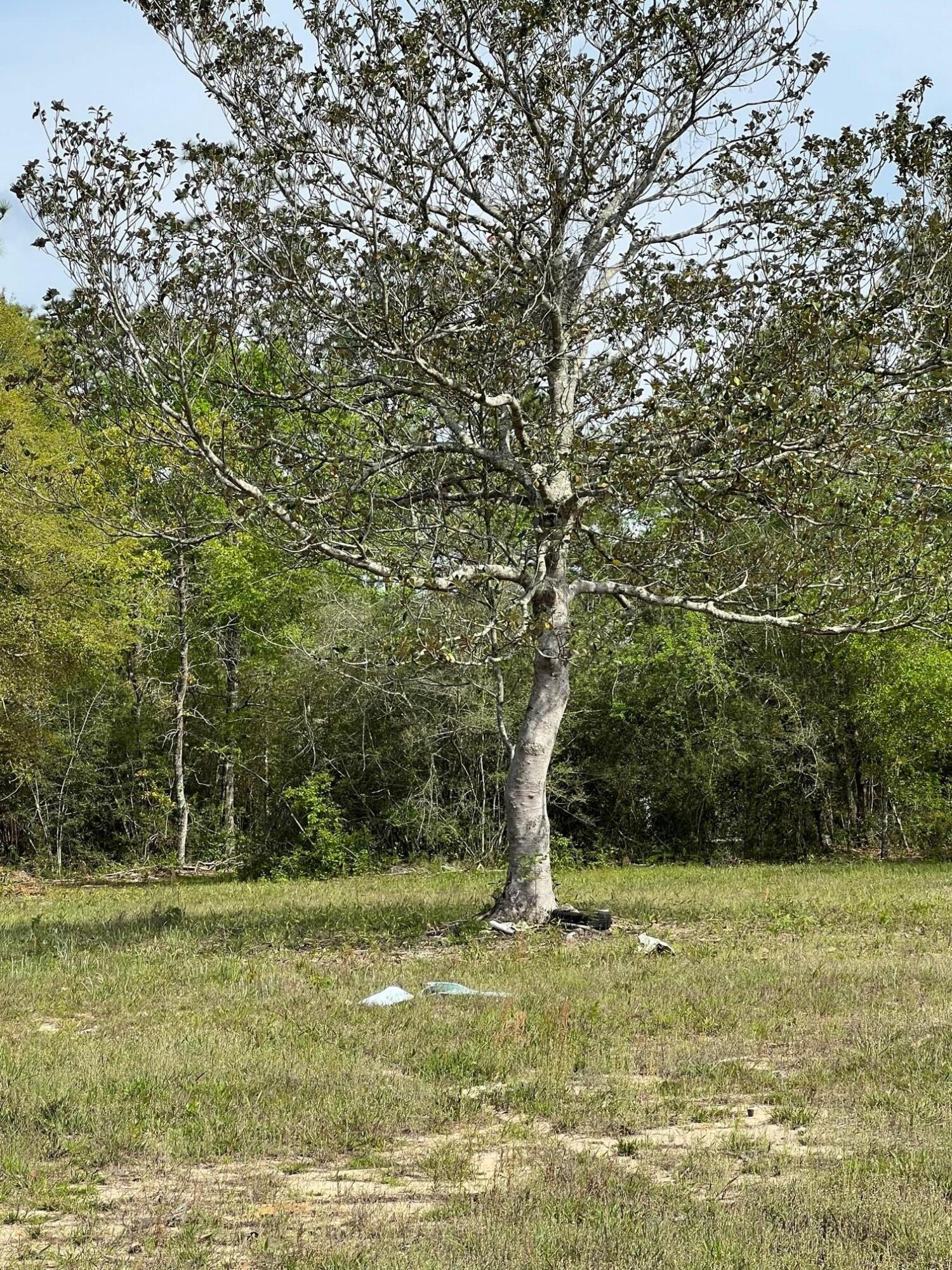 Pinewood Acres - Land