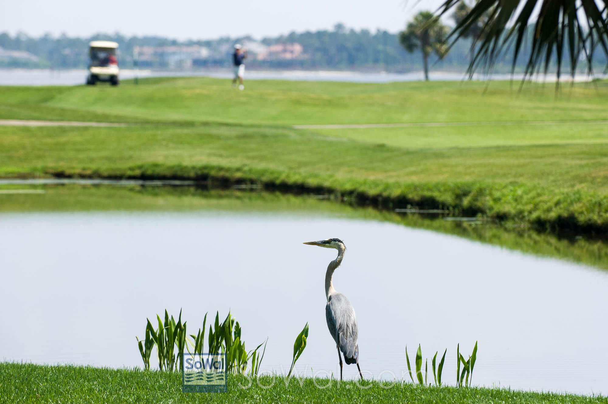 GRAND SANDESTIN THE - Residential