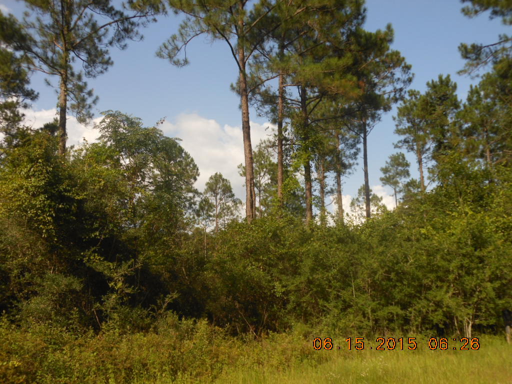 Reedy Creek Crossing - Residential